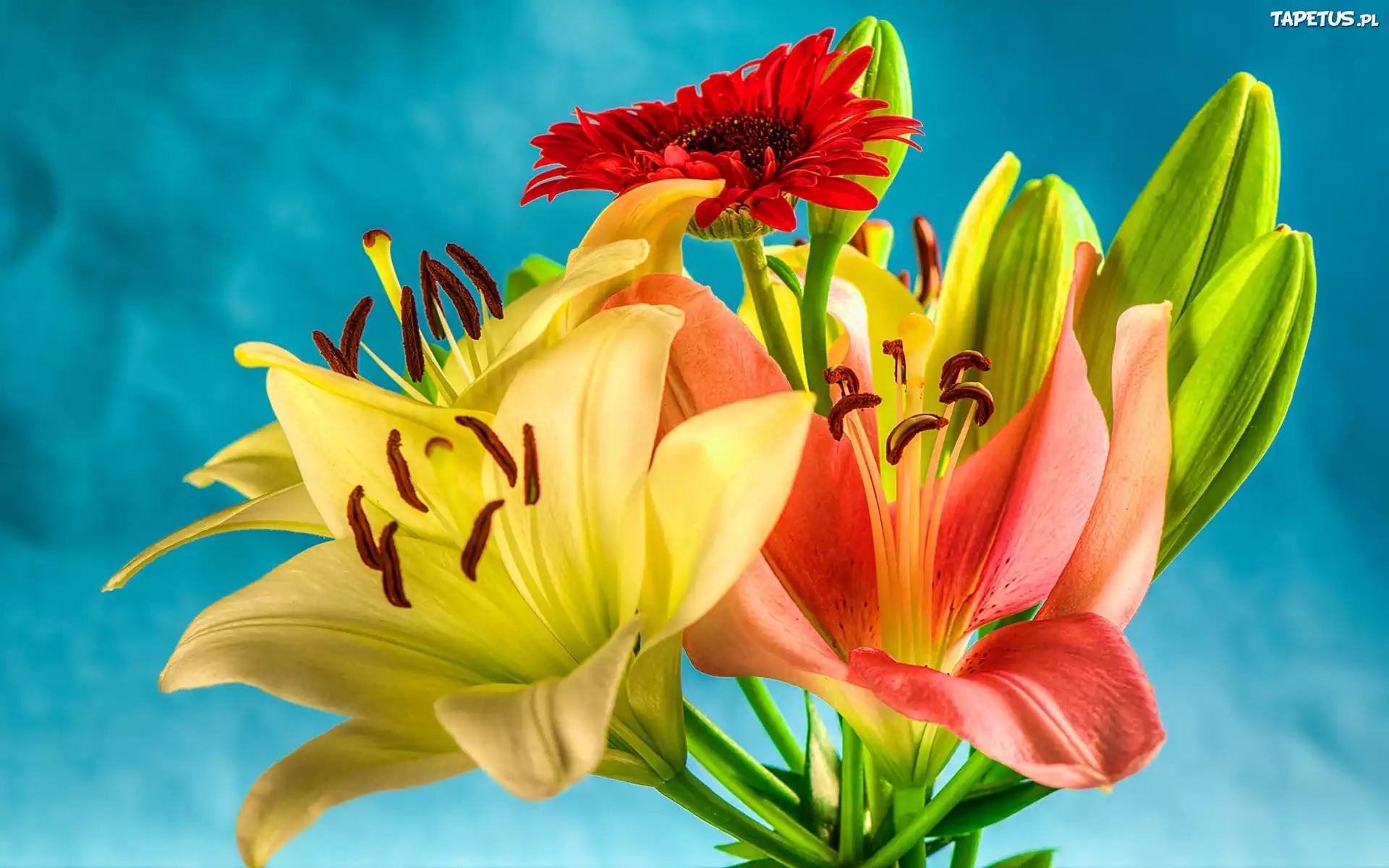 Kwiaty, Gerbera, Lilie