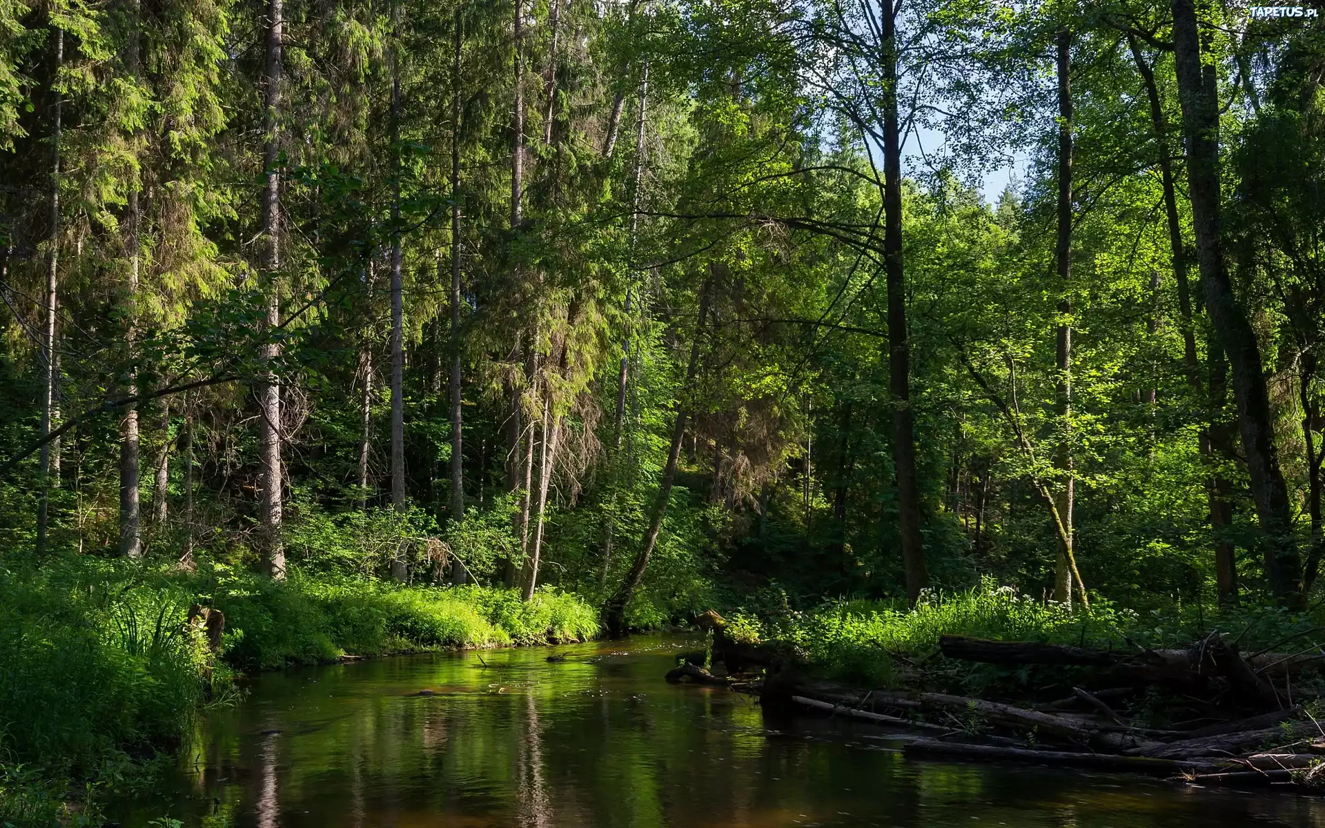 Las, Rzeka, Przebijające Światło