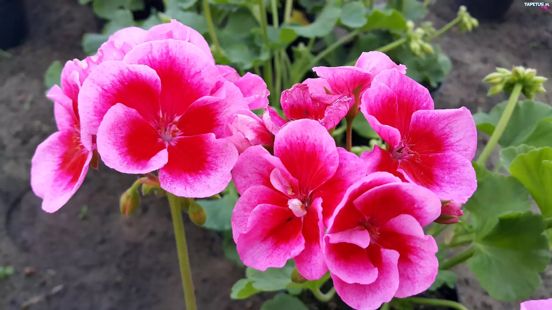 Czerwono, Różowa, Pelargonia