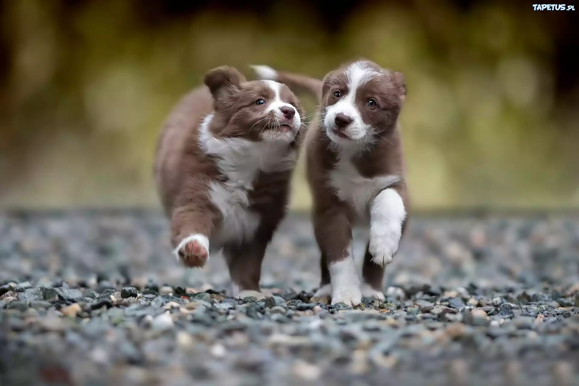Dwa, Szczeniaki, Słodkie, Border Collie