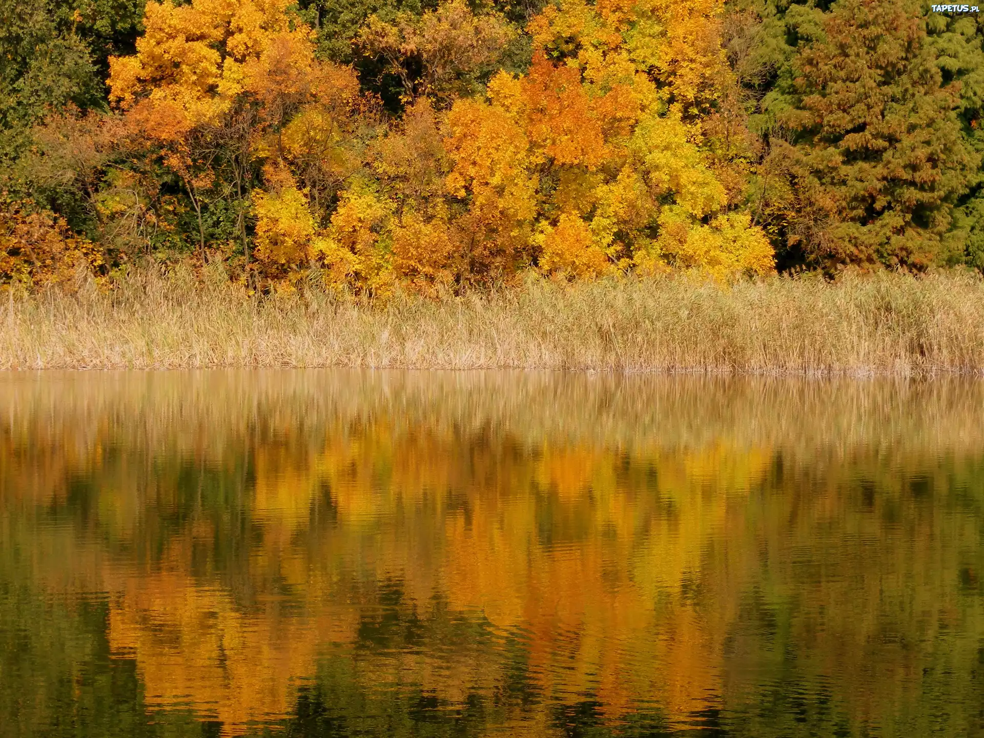 Jesień, Jezioro, Drzewa, Odbicie