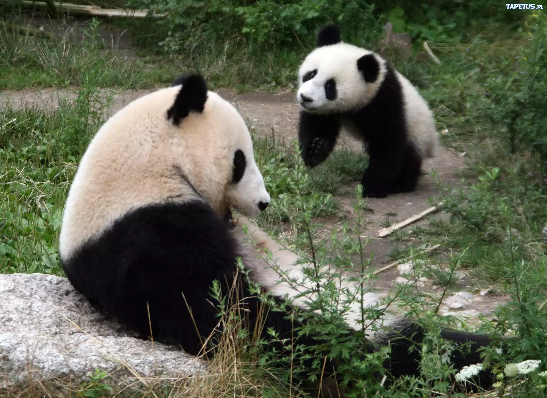 Dwie, Pandy