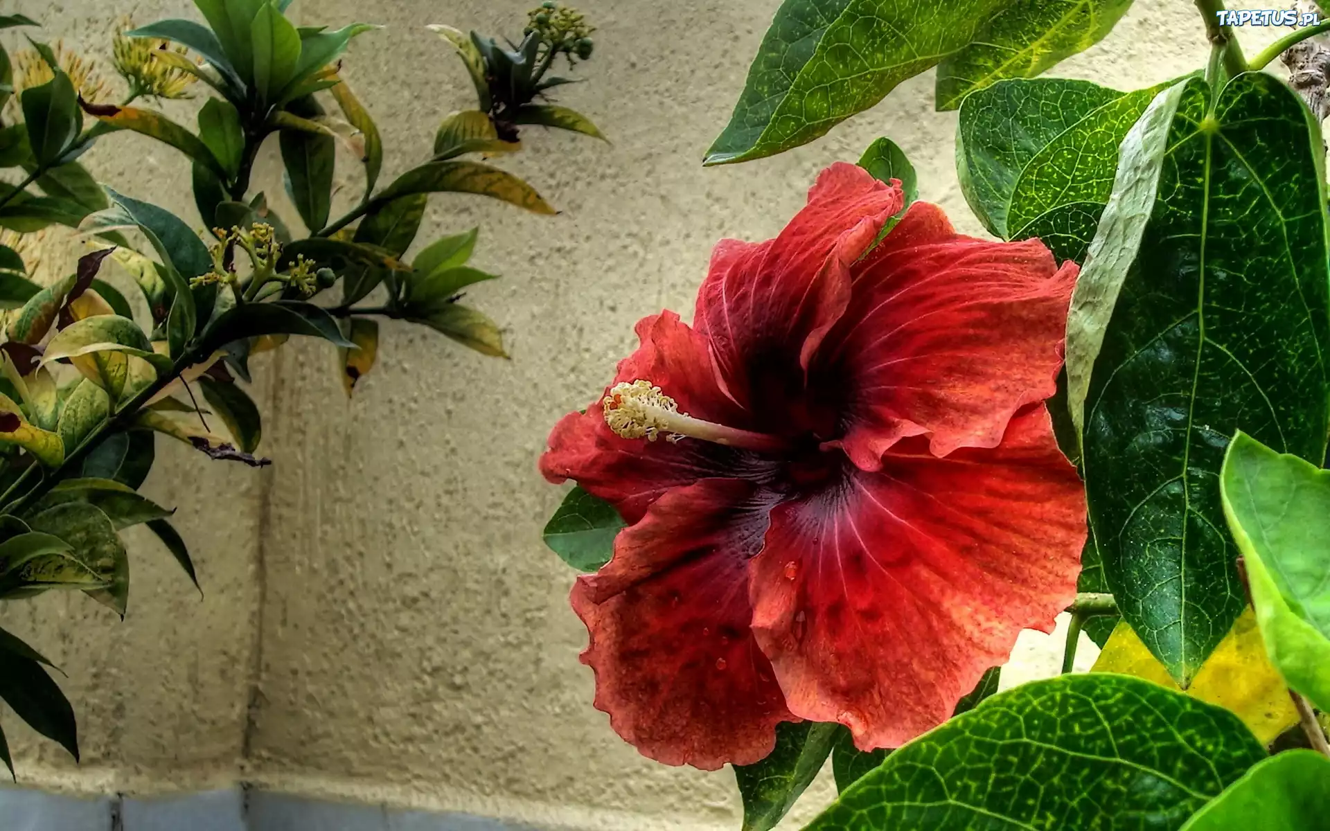 Kwiat, Hibiskus
