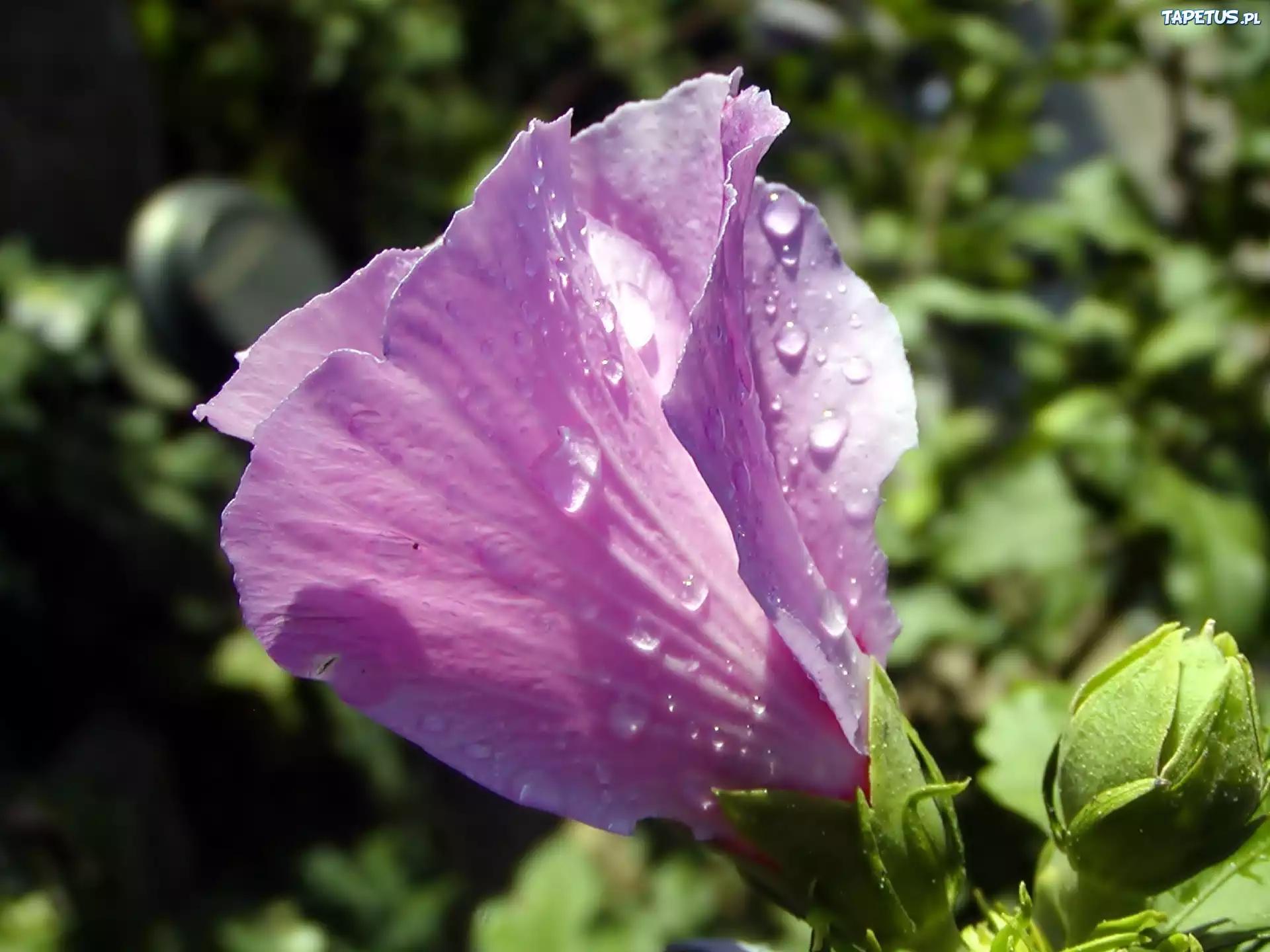 Pączek, Różowego, Hibiskusa, Krople