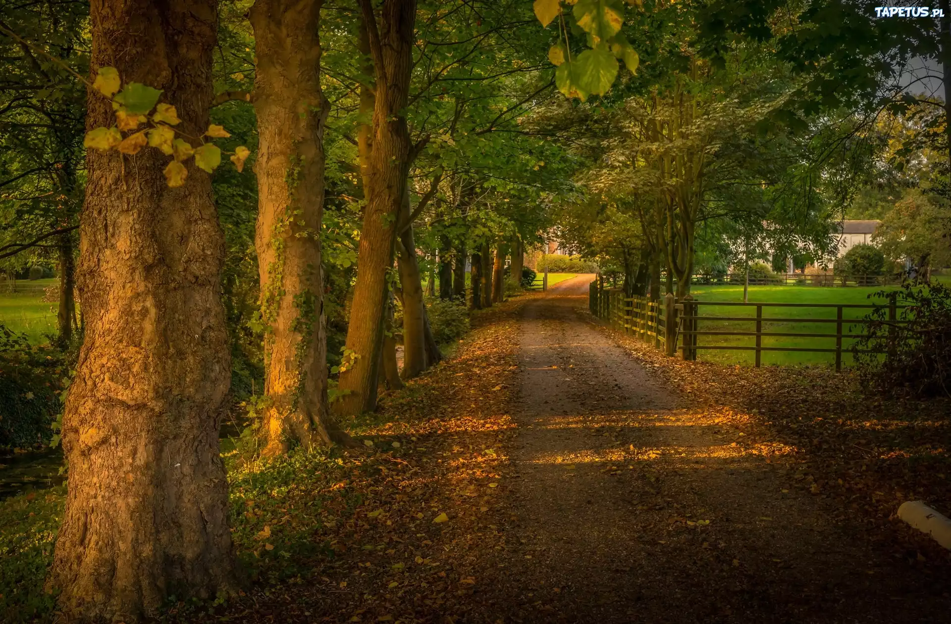 Jesień, Park, Drzewa, Droga, Ogrodzenie