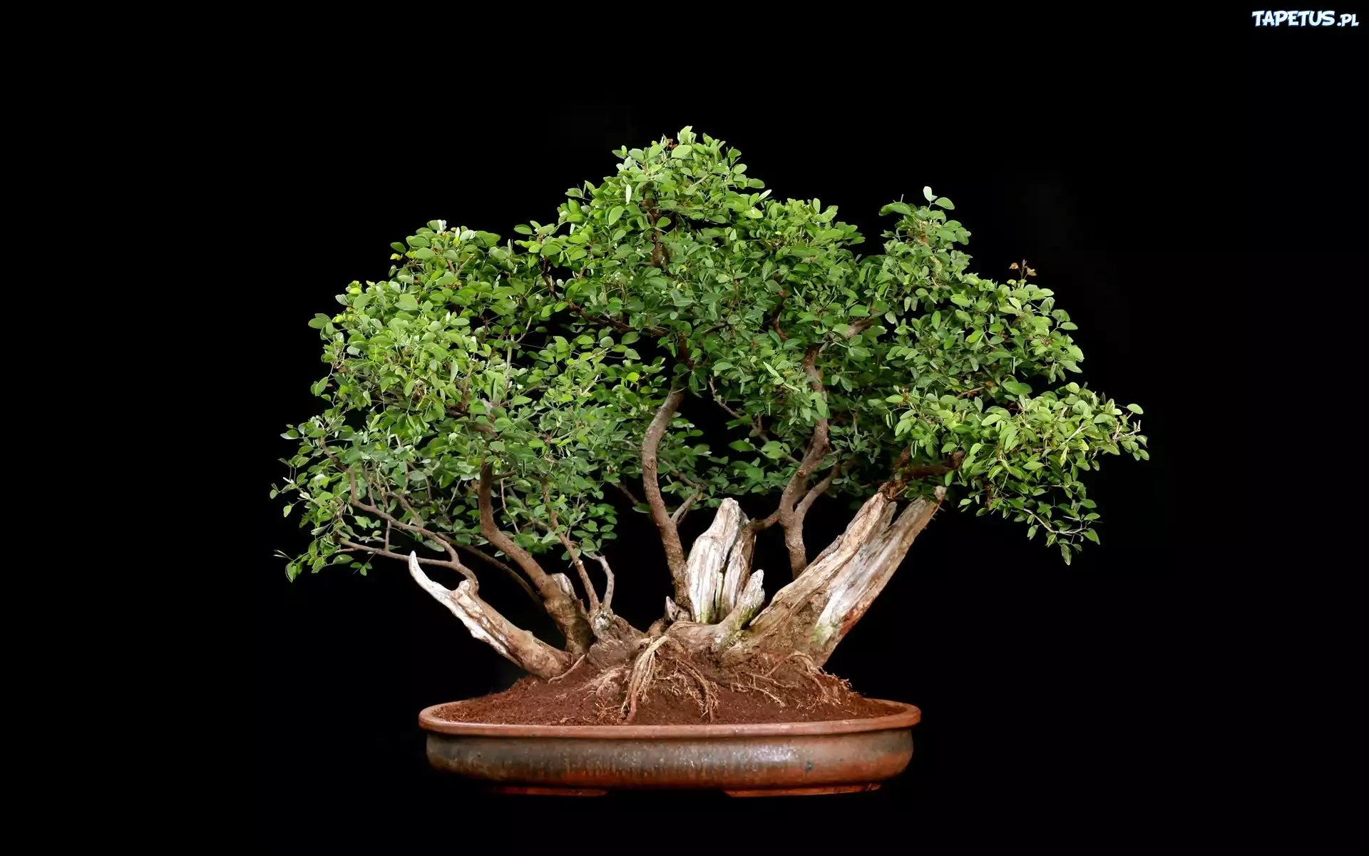 Drzewko, Bonsai, Czarne, Tło