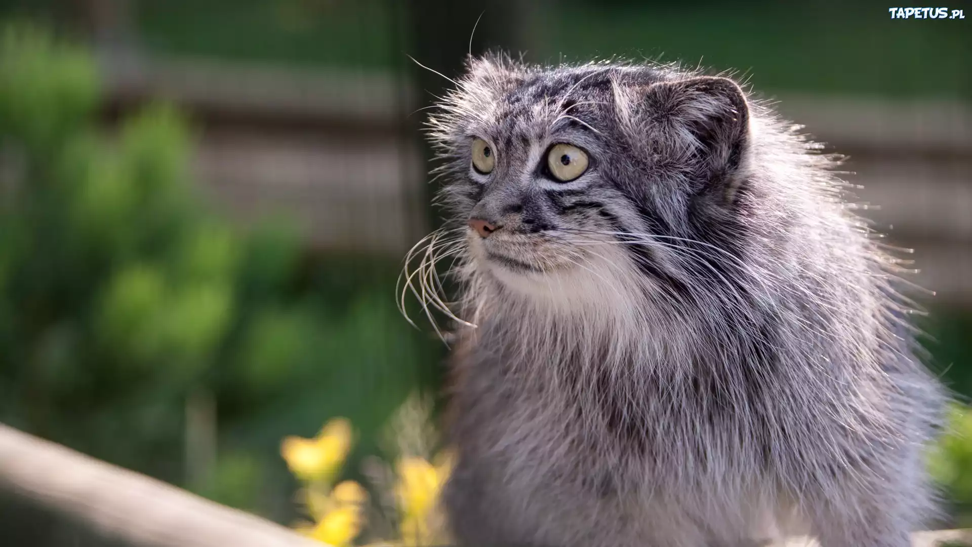 Manul, Oczy