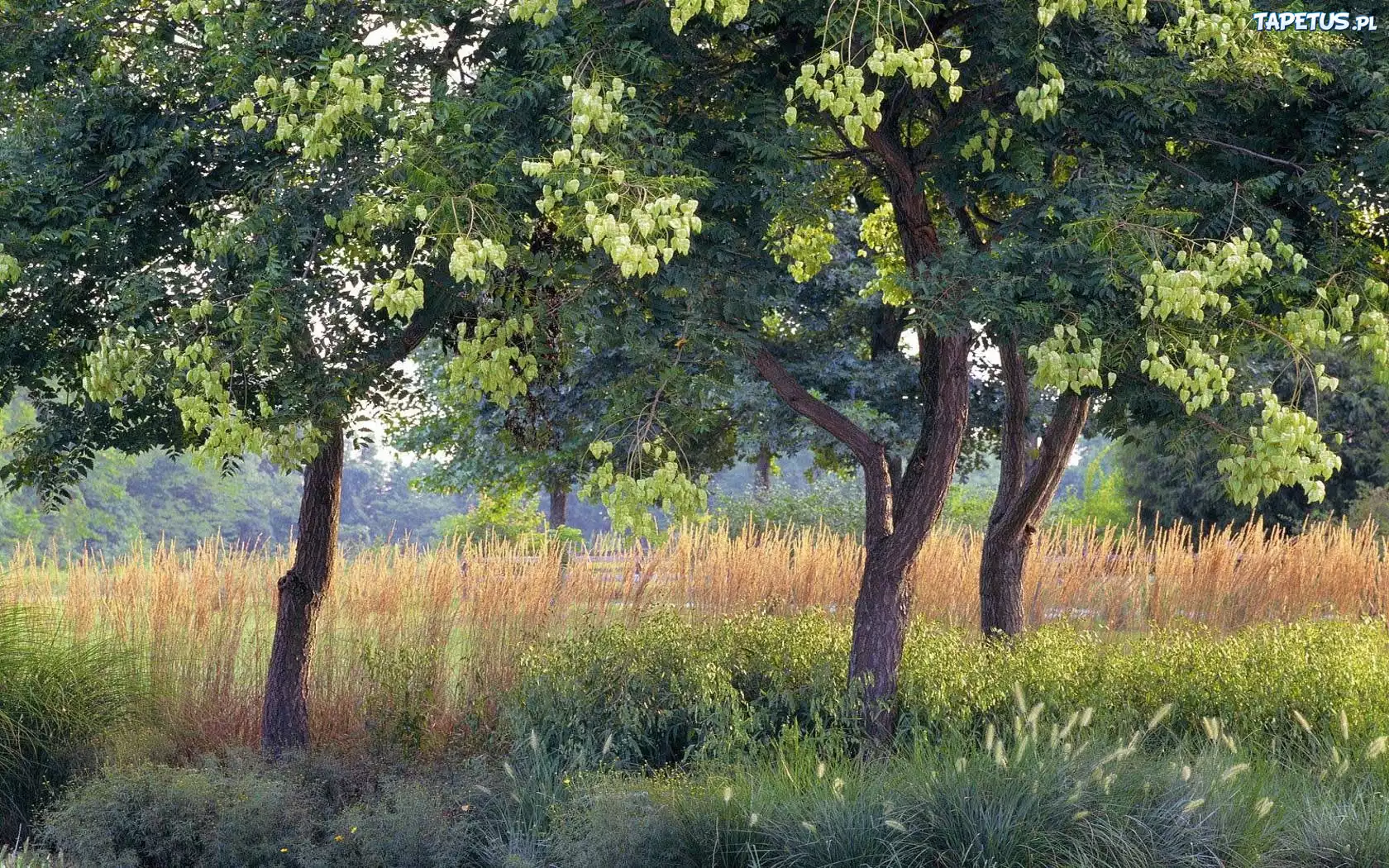 Akacje, Trawy