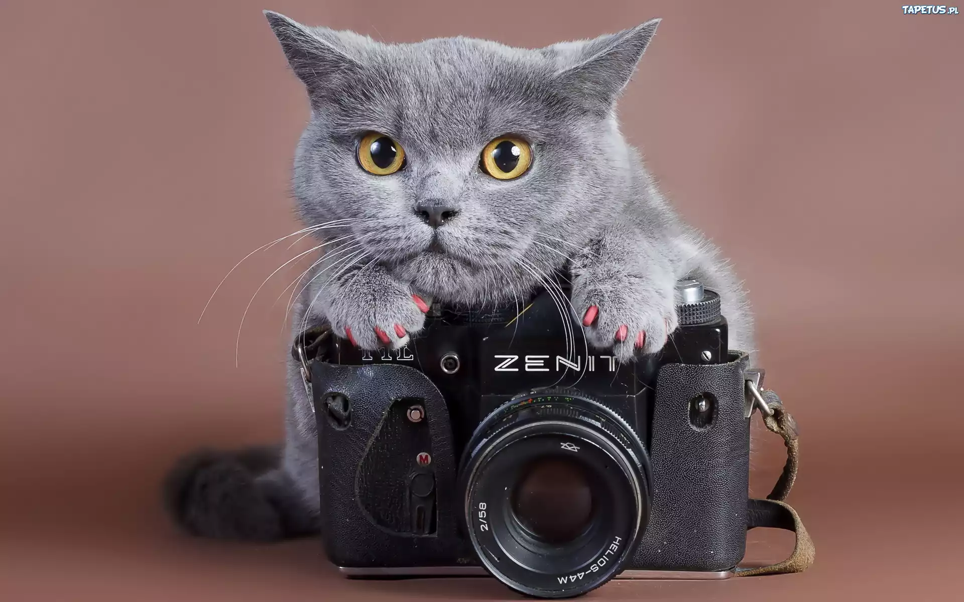 Kot, Aparat, Fotograficzny, Zenit
