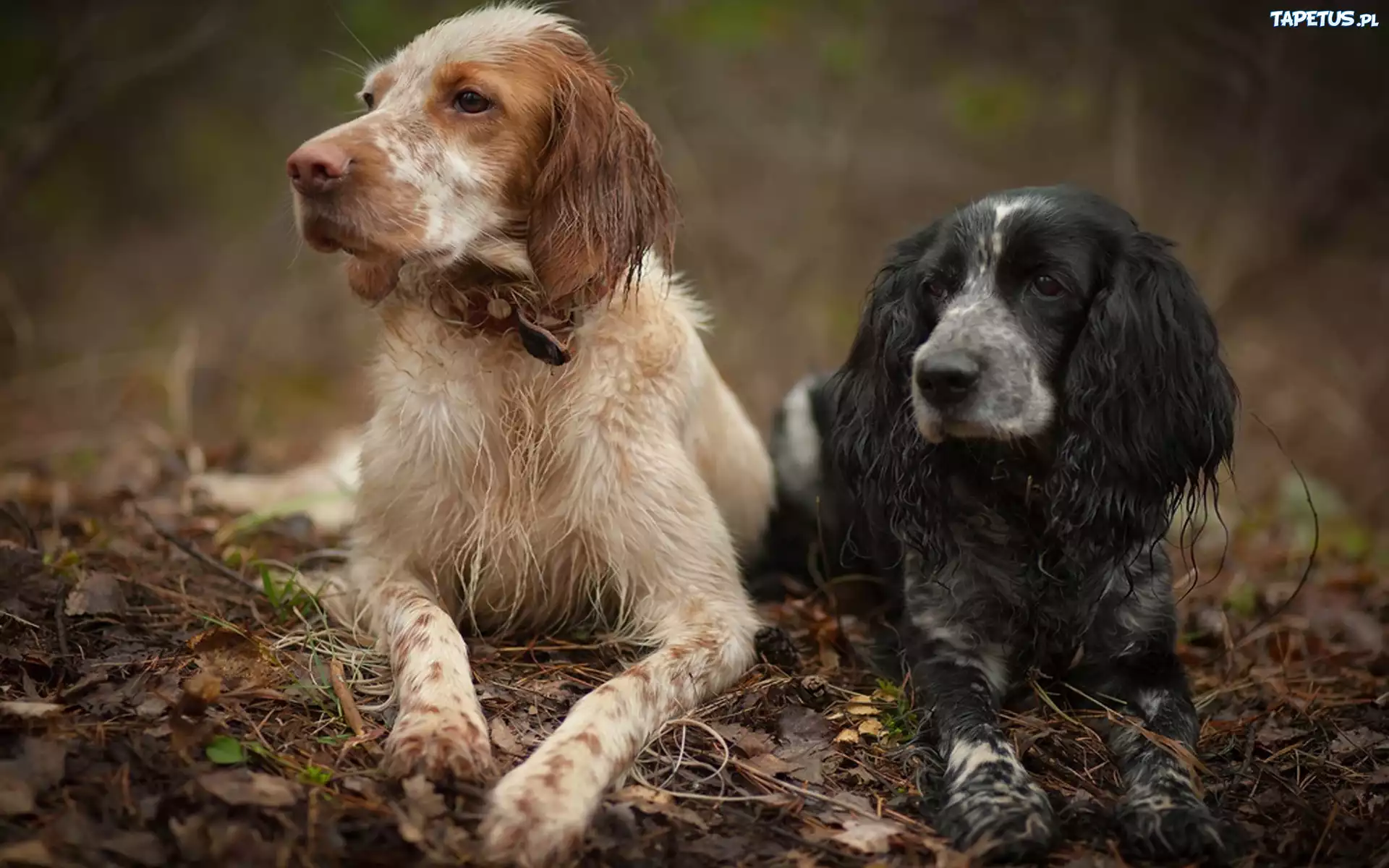 Dwa, Psy, Spaniel, Seter