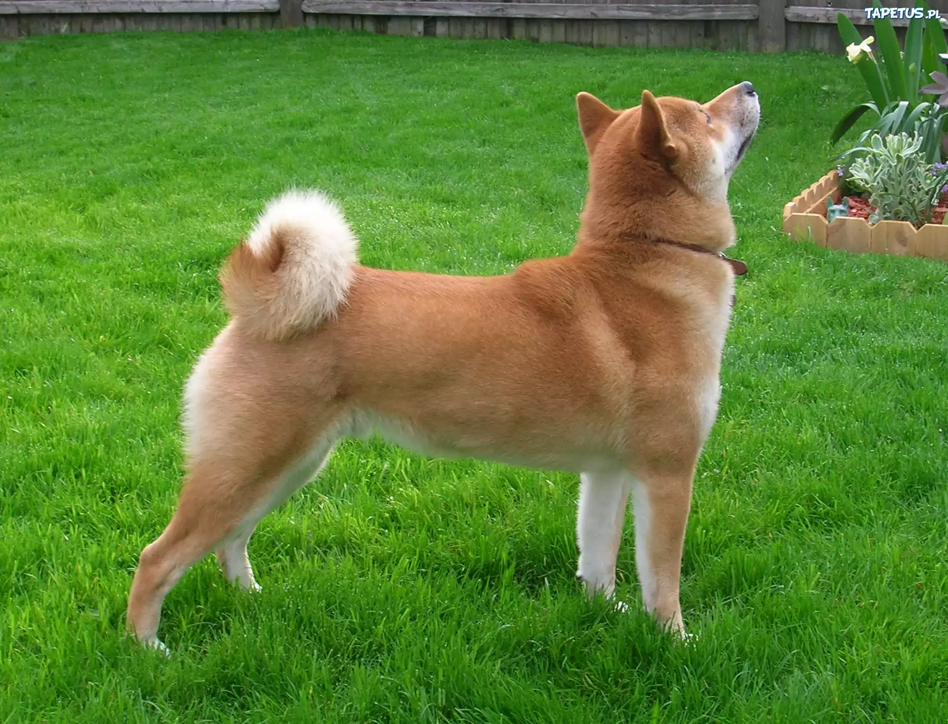 Shiba inu, soczysto-zielona, trawa