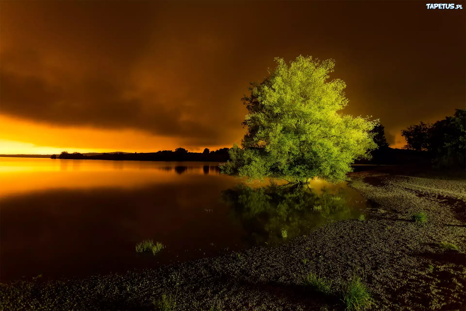 Jezioro, Zmierzch, Drzewo