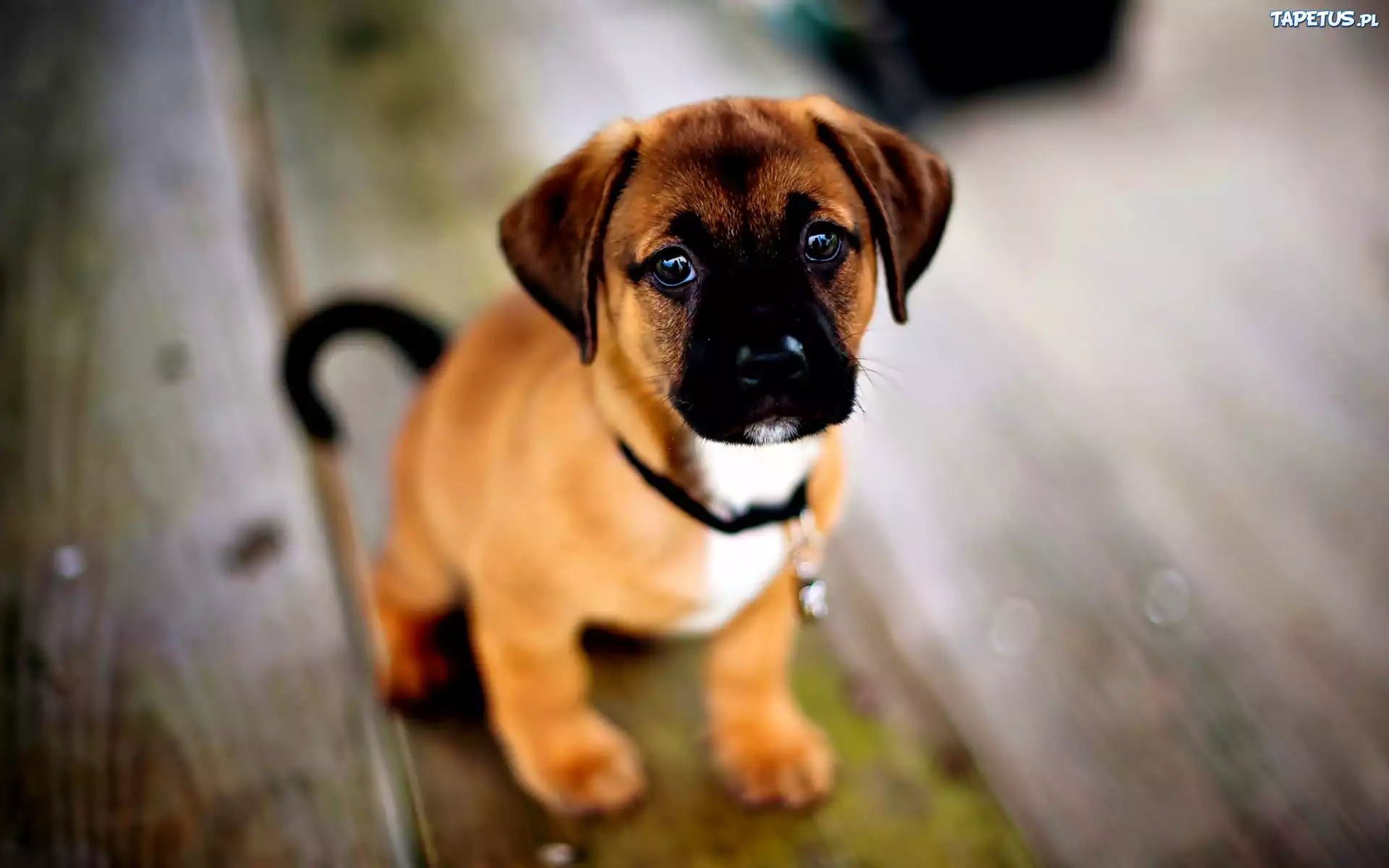 Szczeniak, Staffordshire Bull Terrier