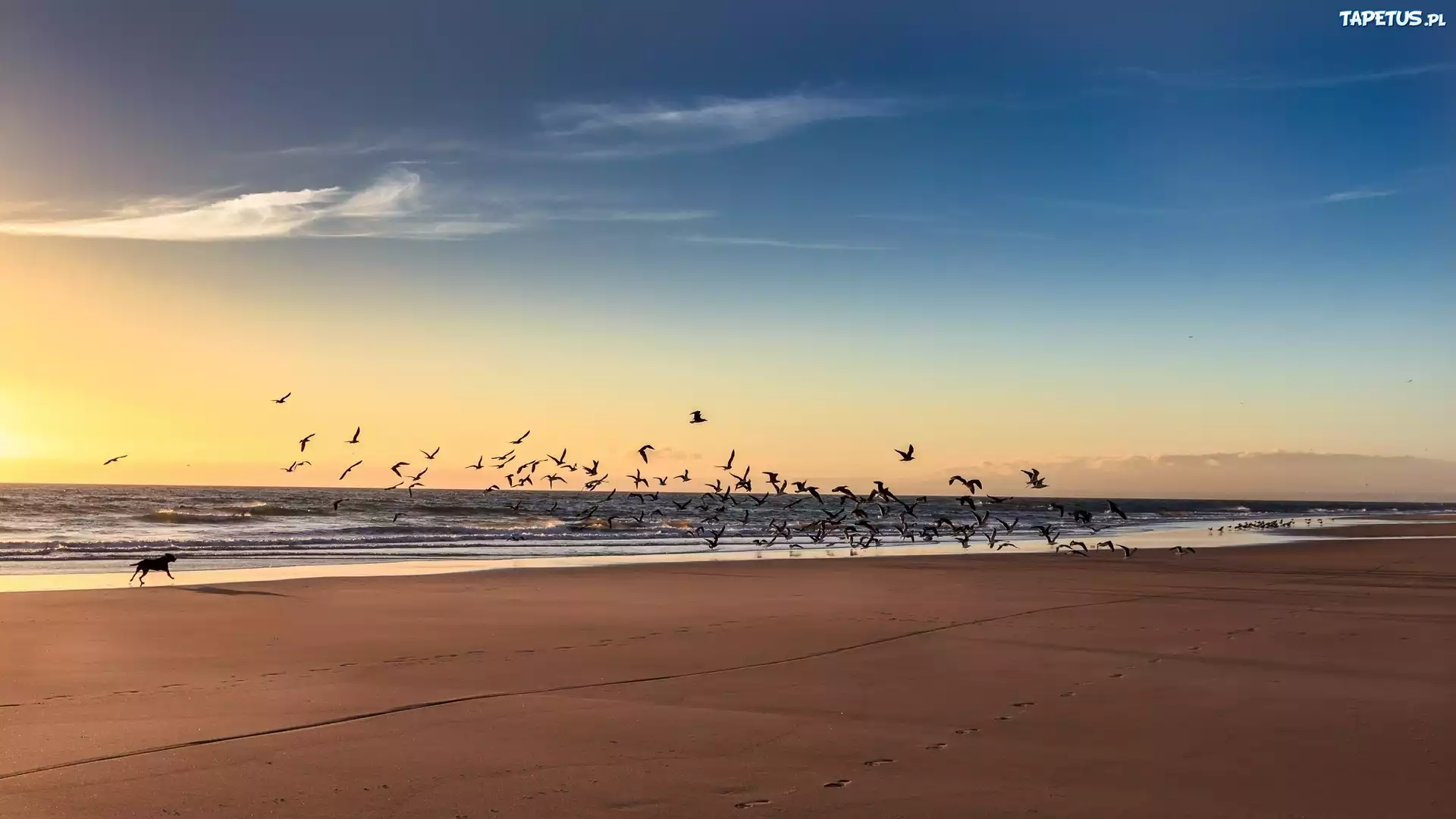 Morze, Plaża, Poranek, Wschód Słońca, Ptaki, Pies