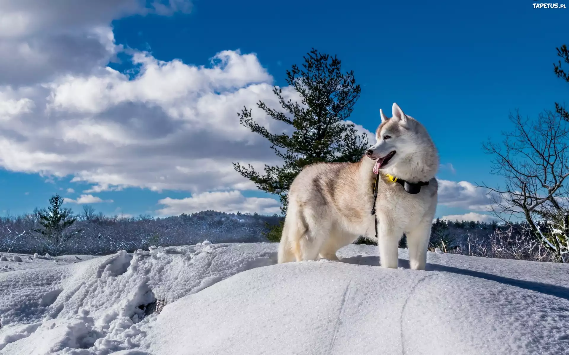 Siberian Husky, Pies, Zima, Krajobraz