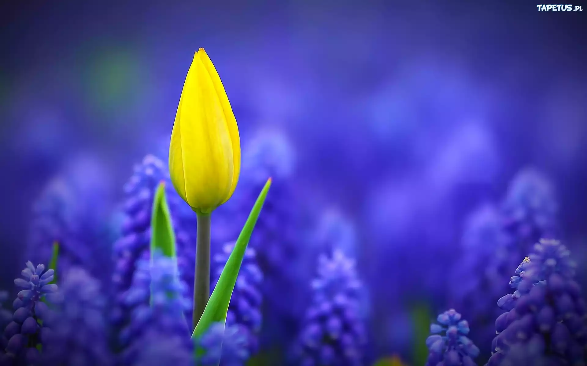 Szafirki, Żółty, Tulipan
