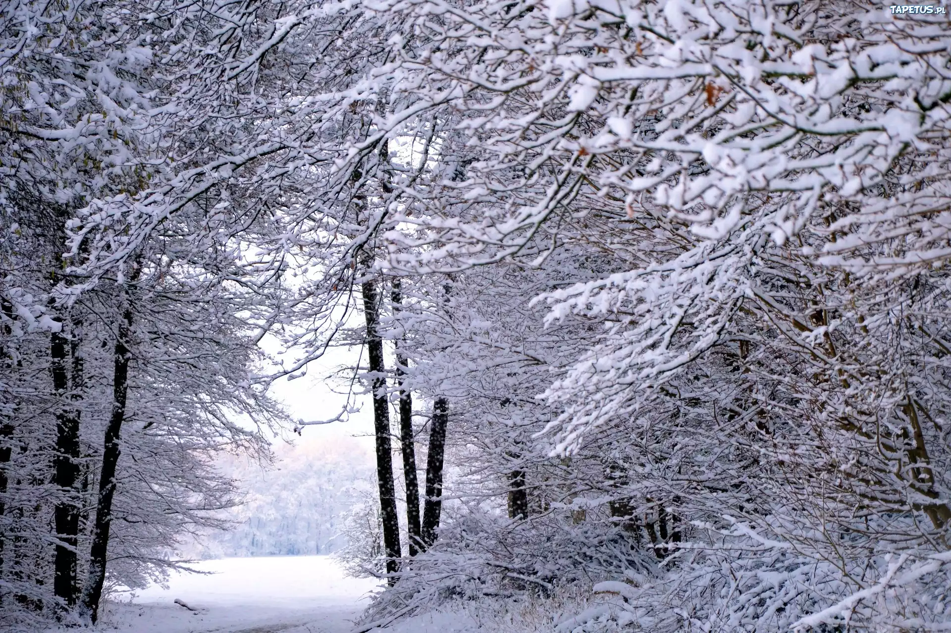 Zima, Śnieg, Las