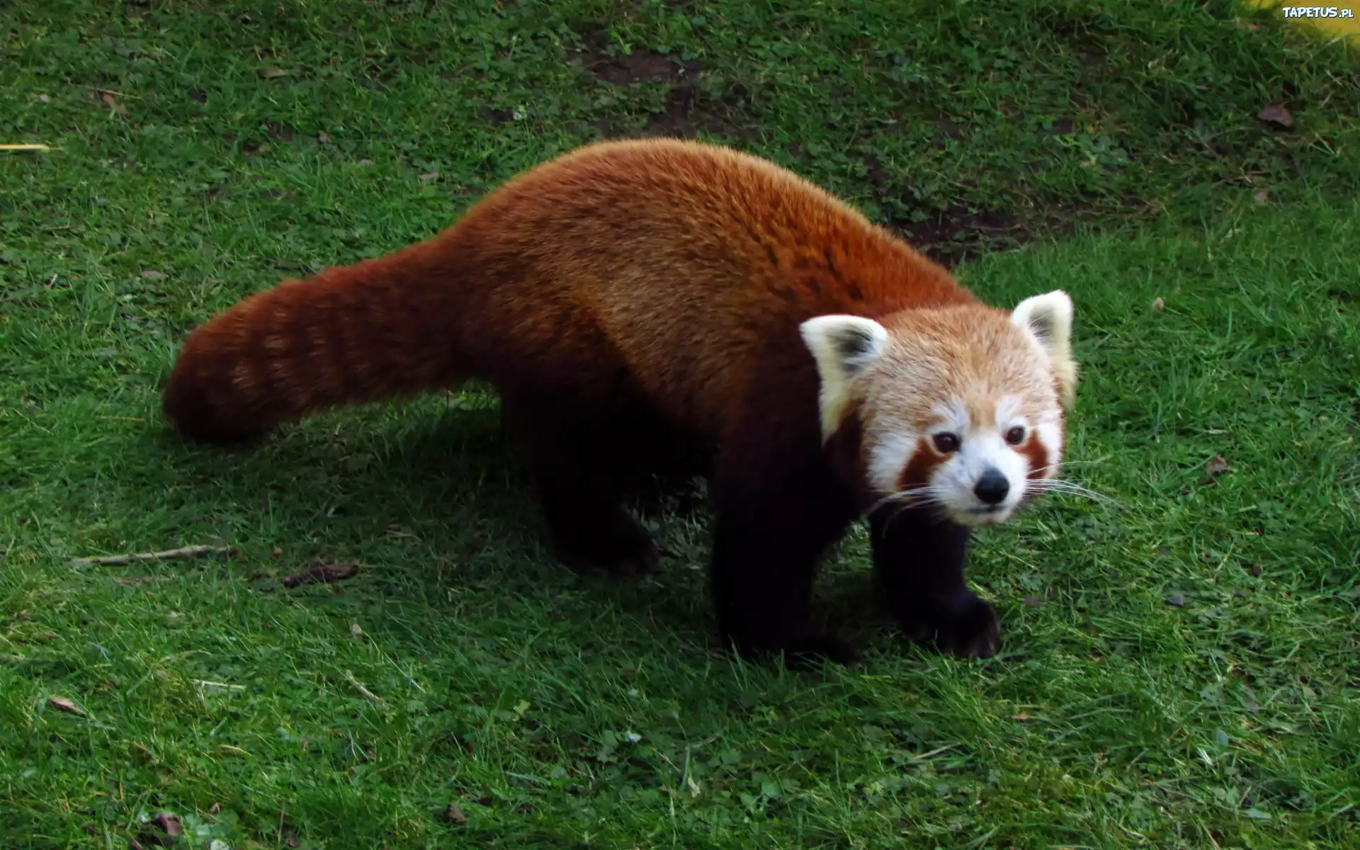 Czerwona, Panda, Łąka