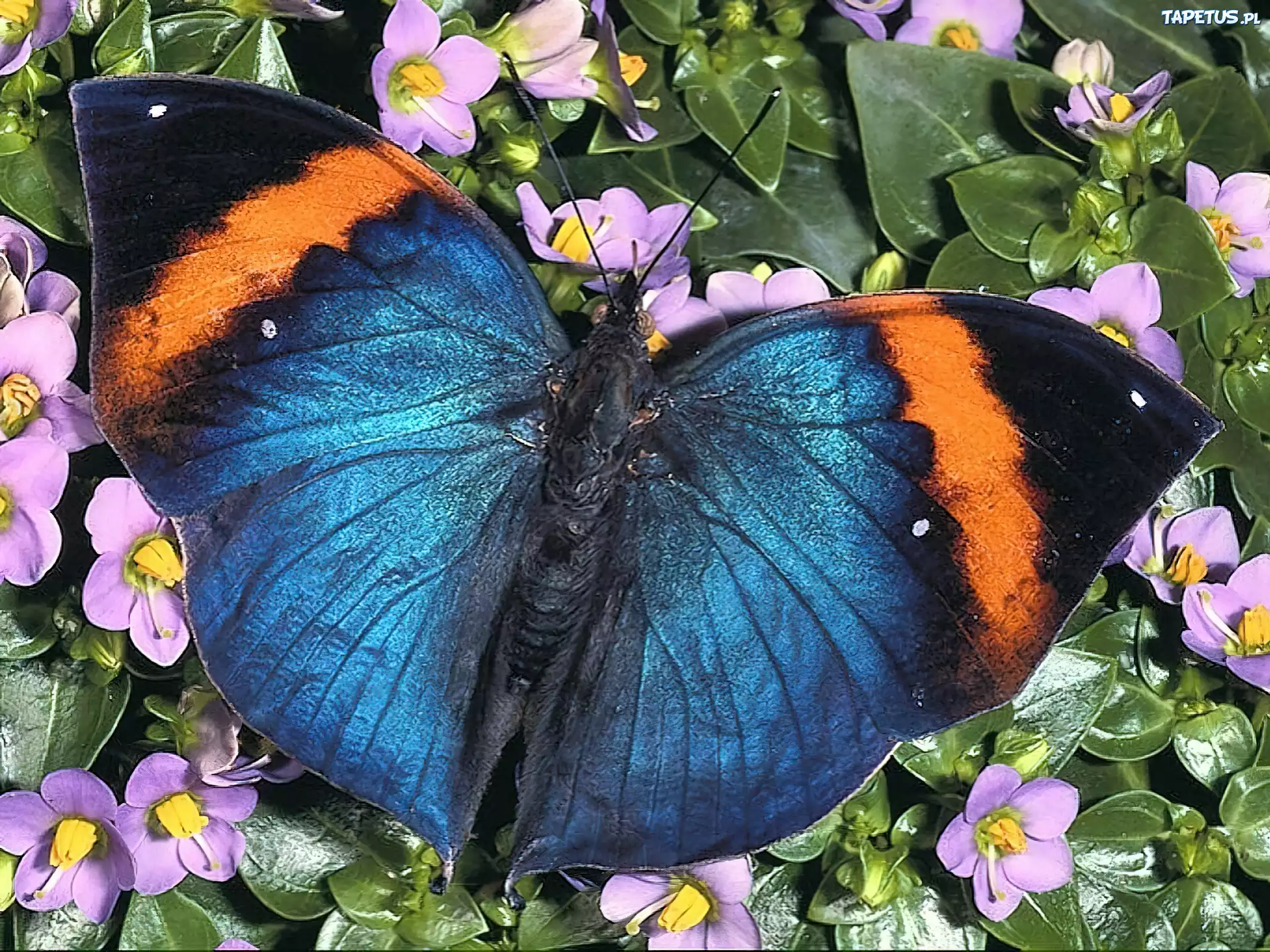Бабочка с яркими крыльями. Яркие бабочки. Красивые бабочки. Тропические бабочки. Яркие тропические бабочки.