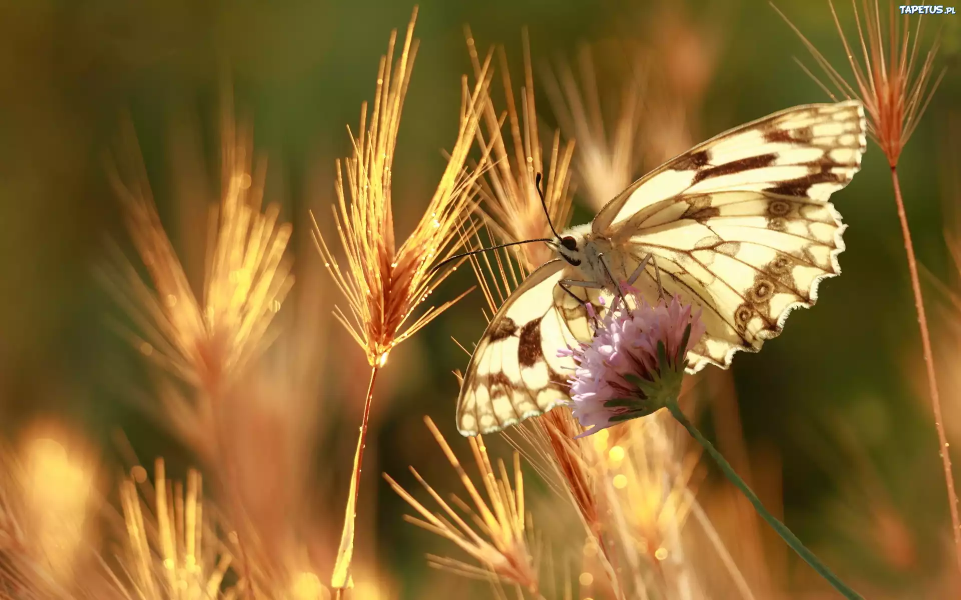Motyl, Kłosy, Zboża