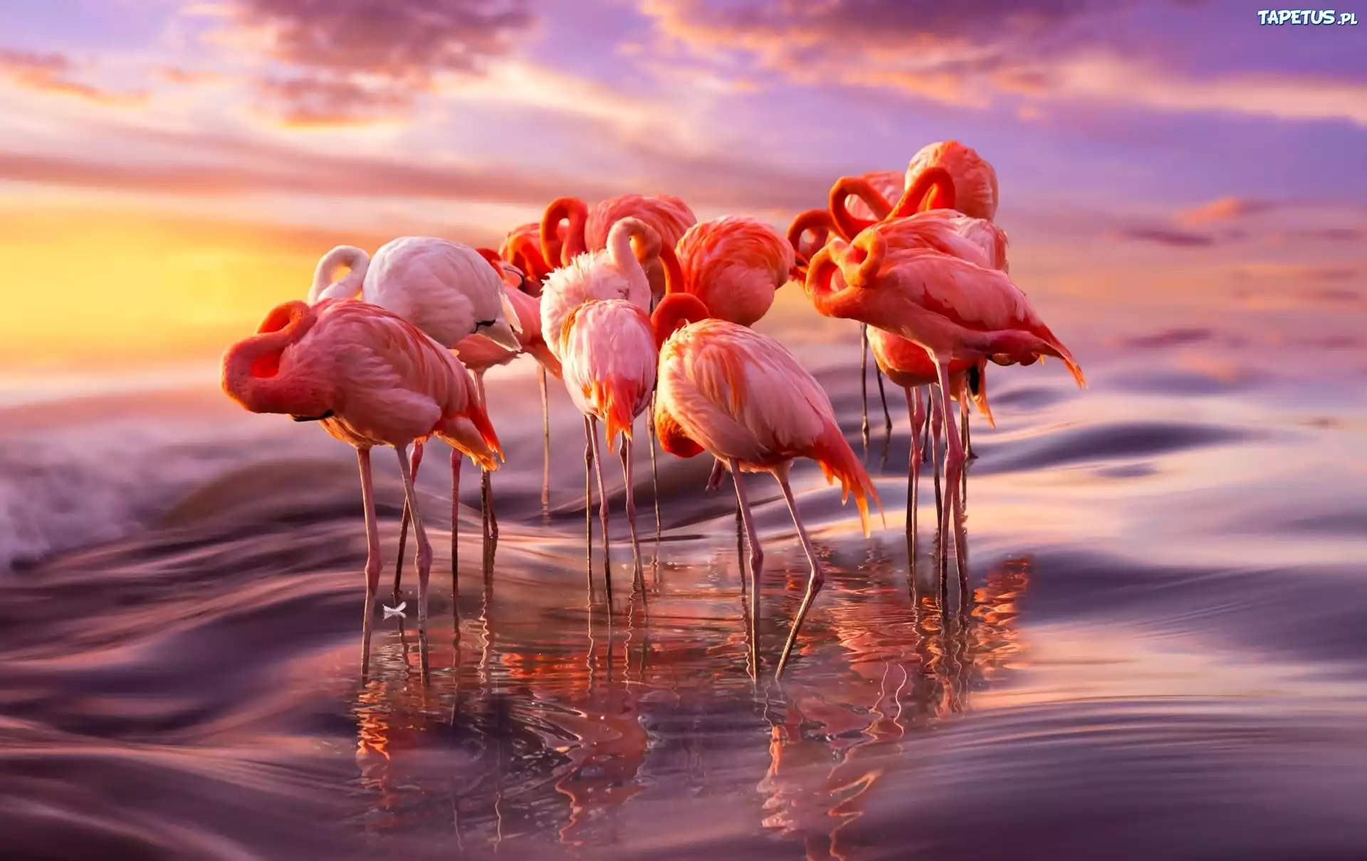 Flamingi, Morze, Wschód Słońca