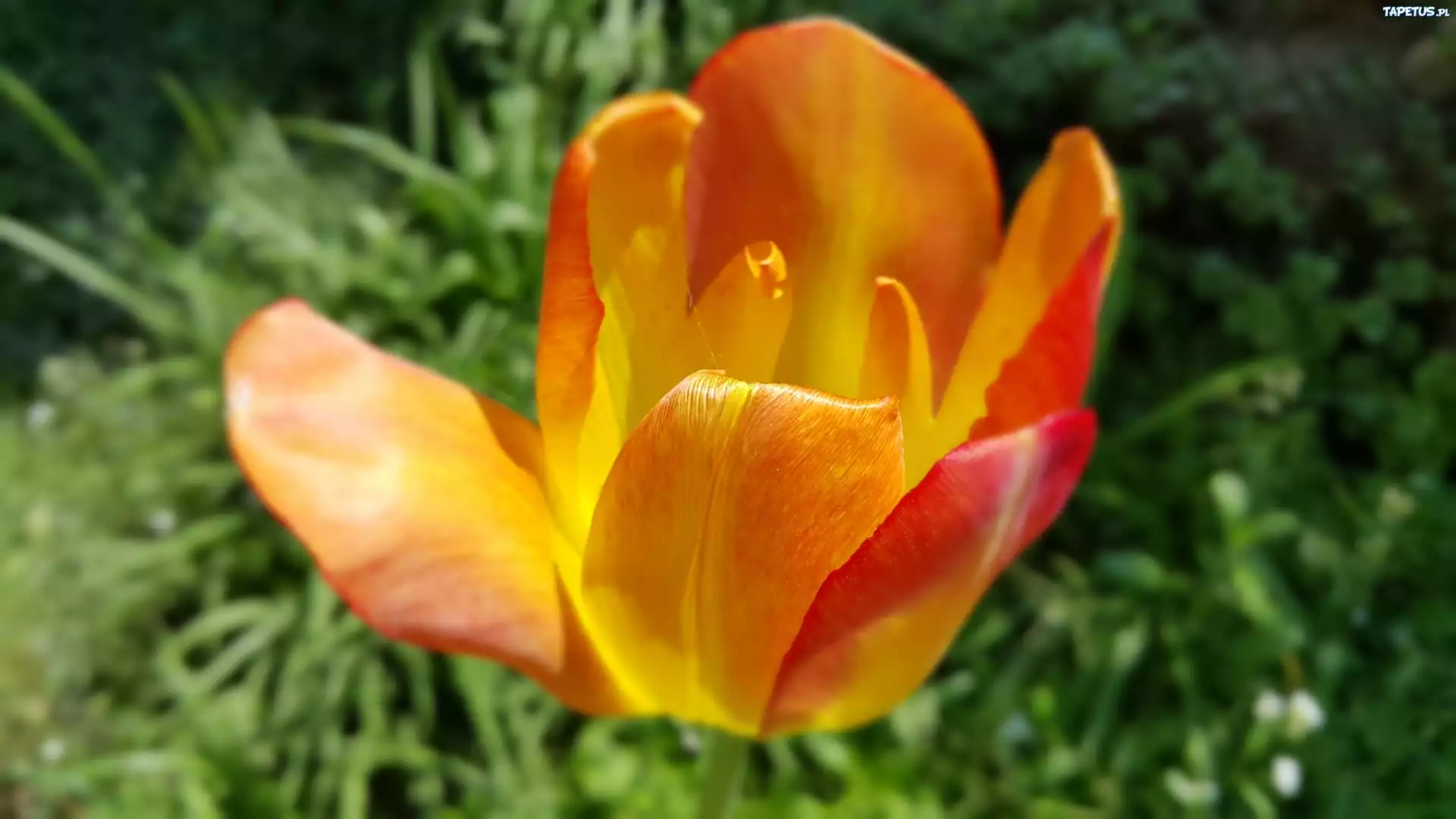 Pomarańczowy, Tulipan