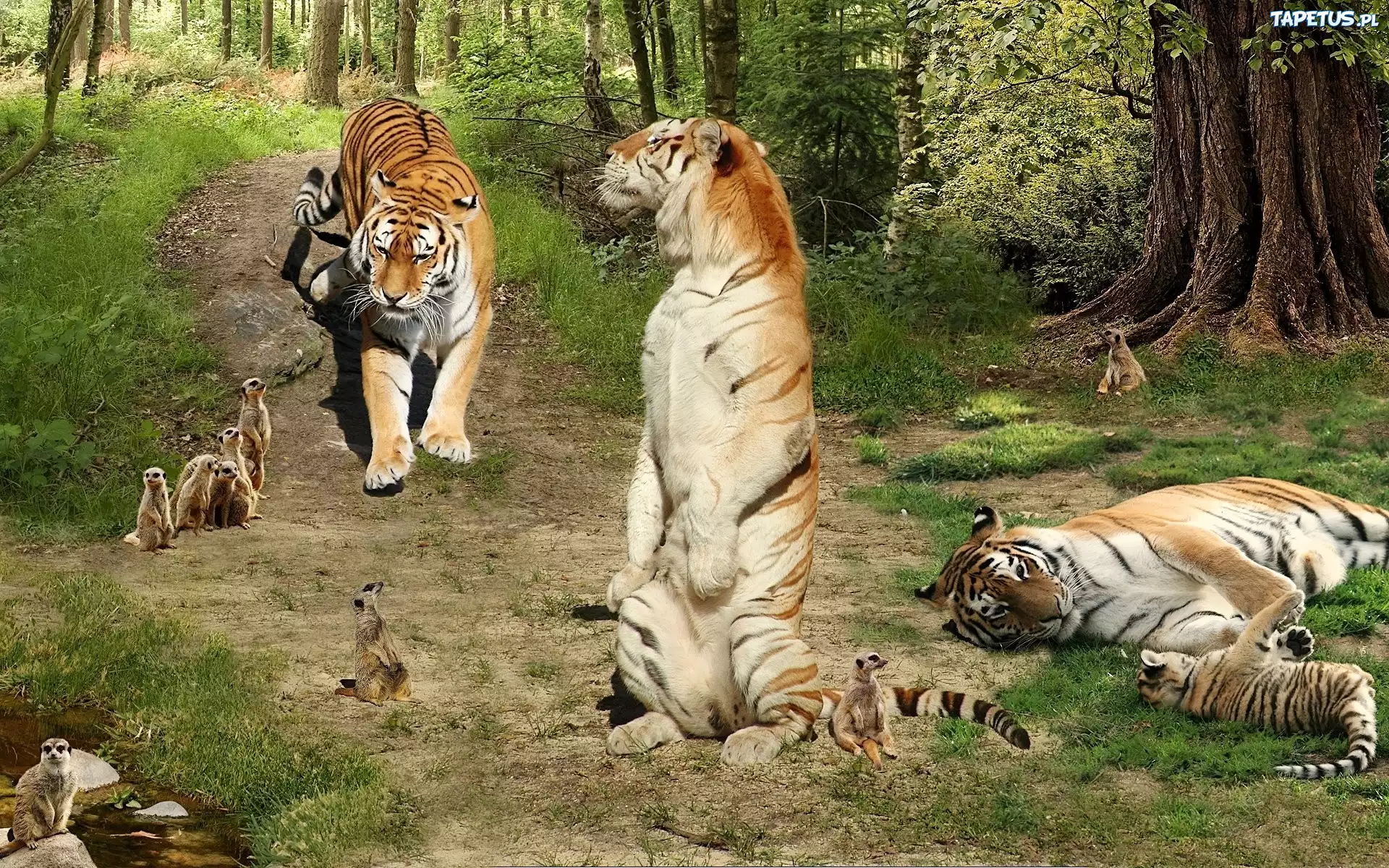 Tygrysy, Surykatki, Śmieszne