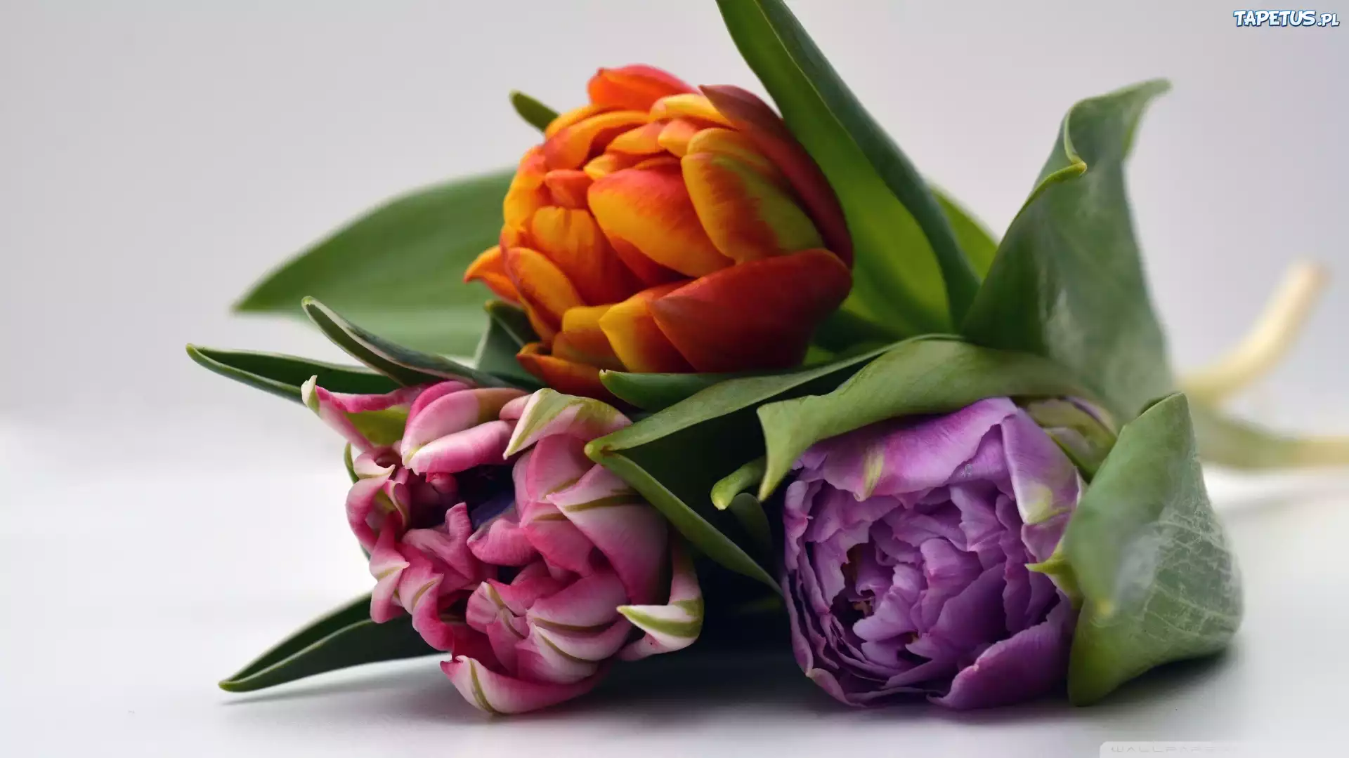 Trzy, Tulipany