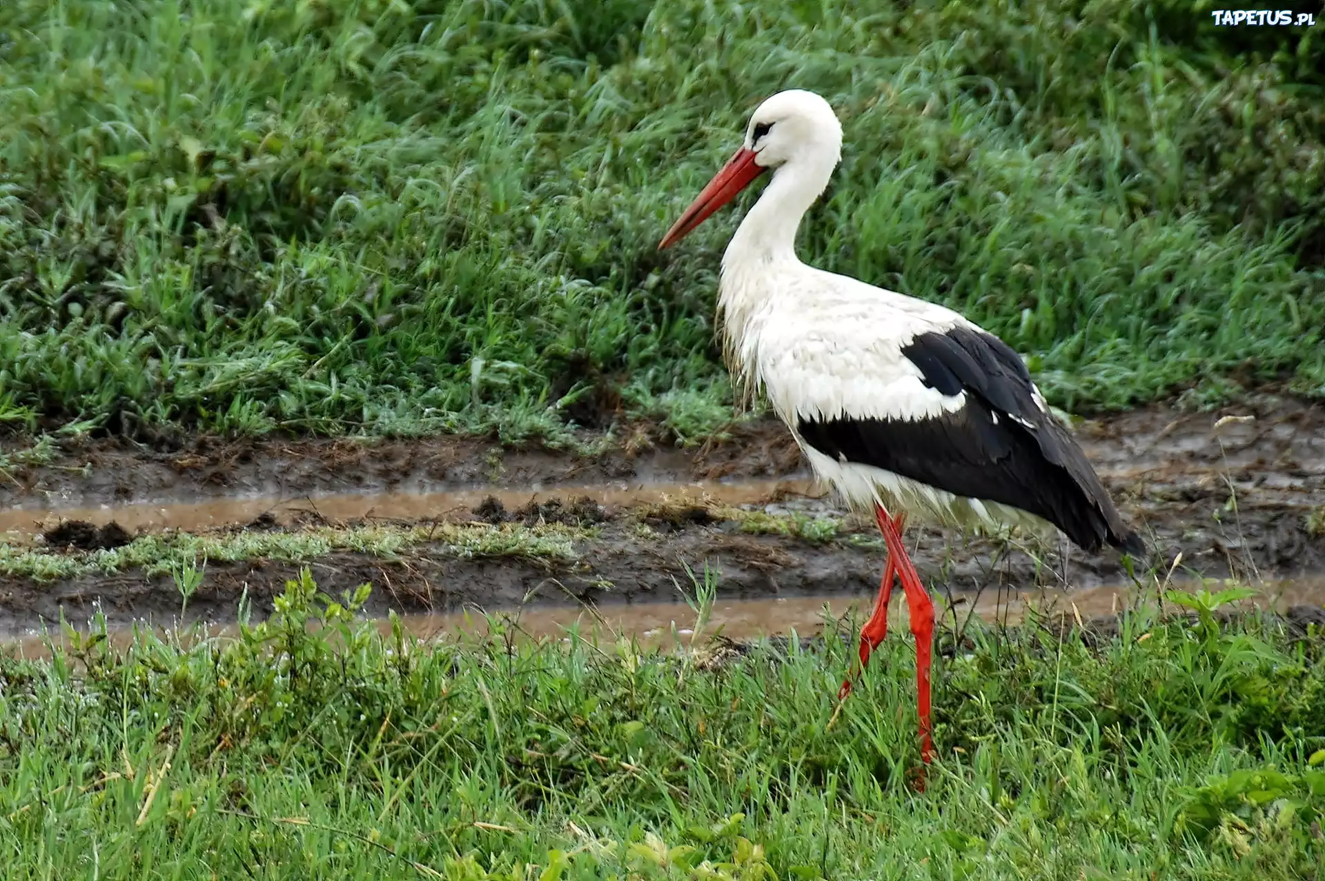 Łąka, Bocian, Narodowy, Park, Serengeti