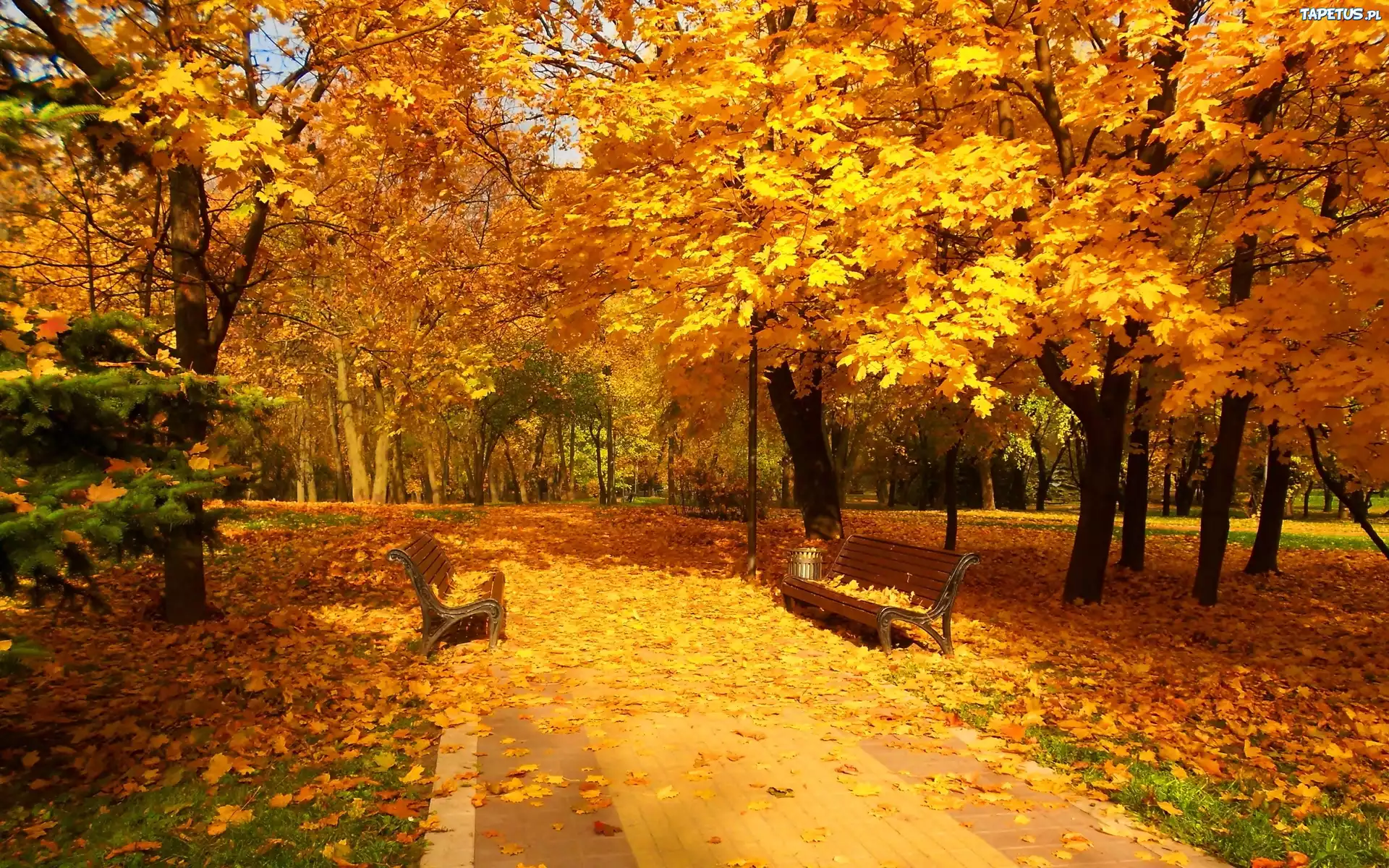 Park, Ławeczki, Alejki, Dywan, Z, Liści, Piękna, Złota, Jesień