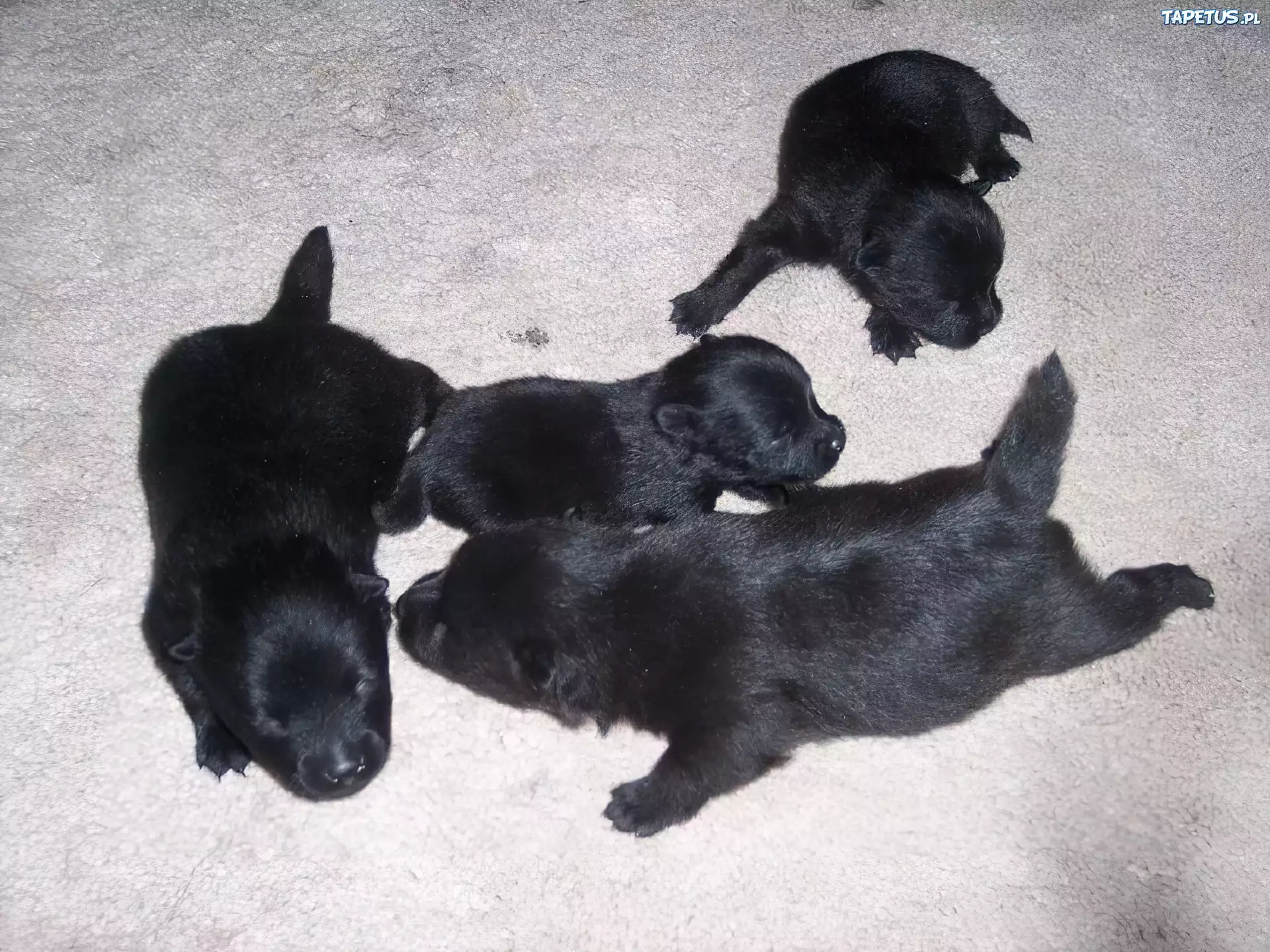 cztery, szczeniaki, Schipperke