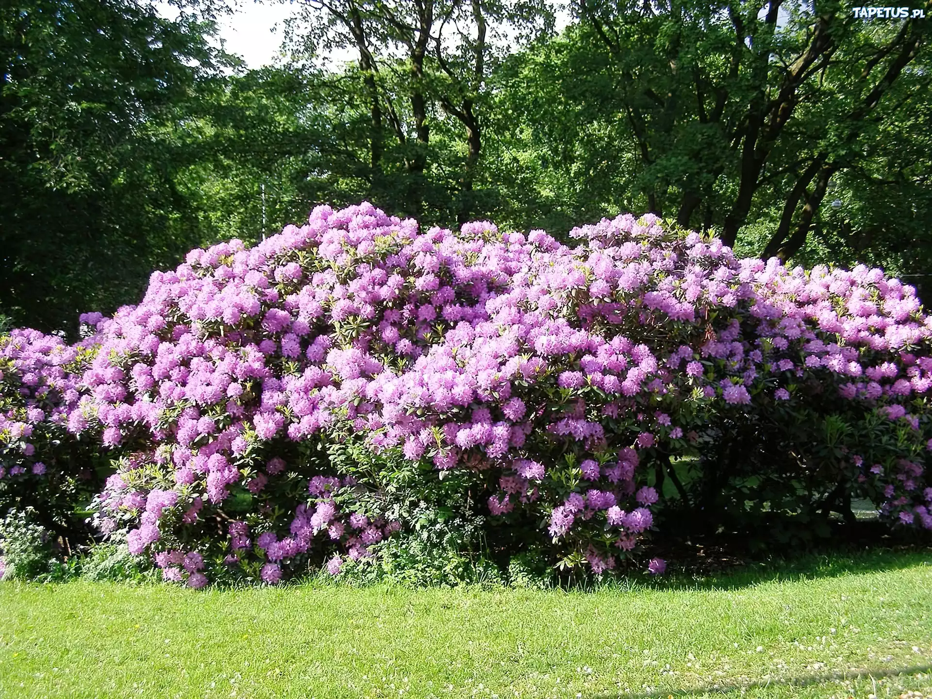 Rododendron, Trawa, Drzewa