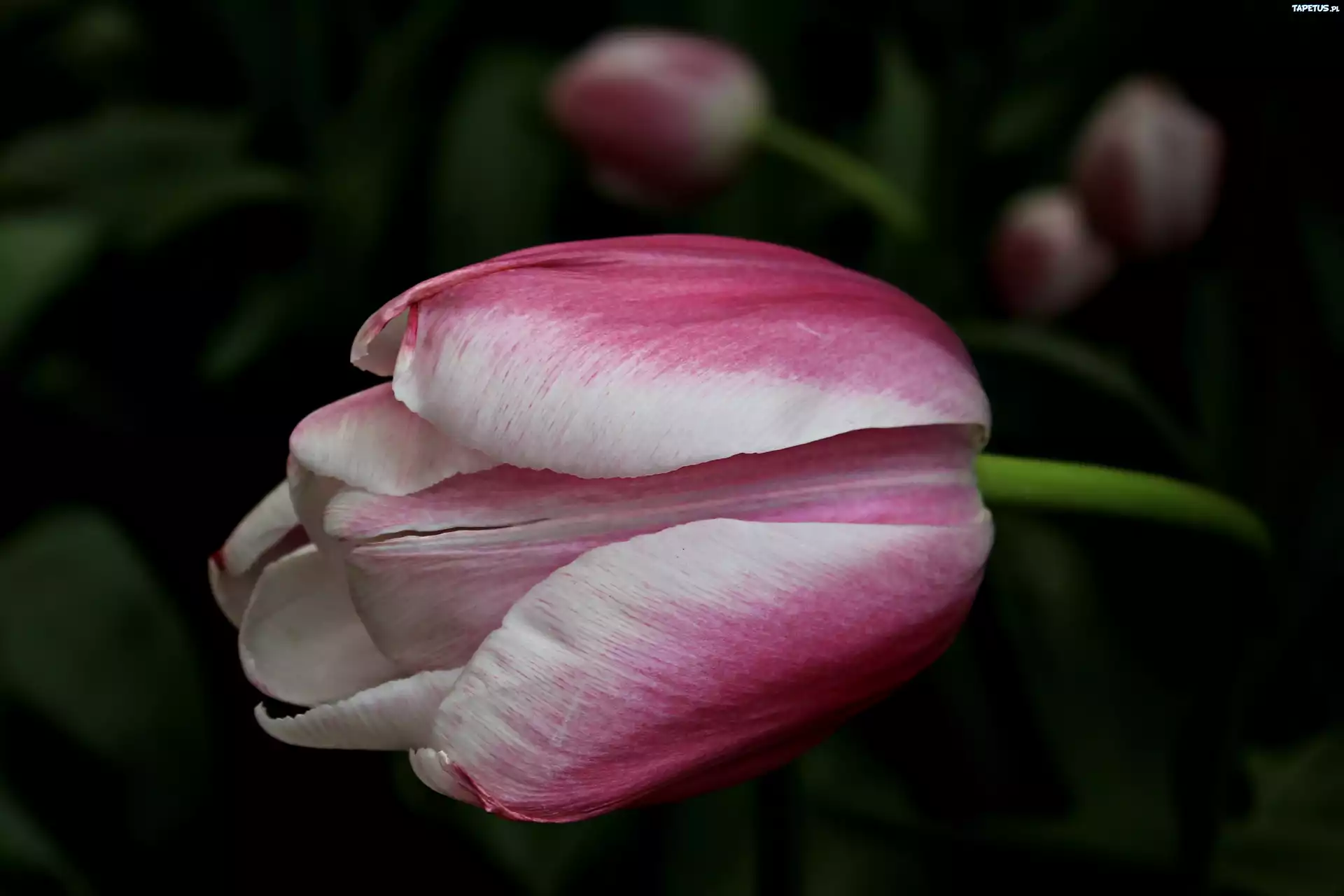 Tulipan