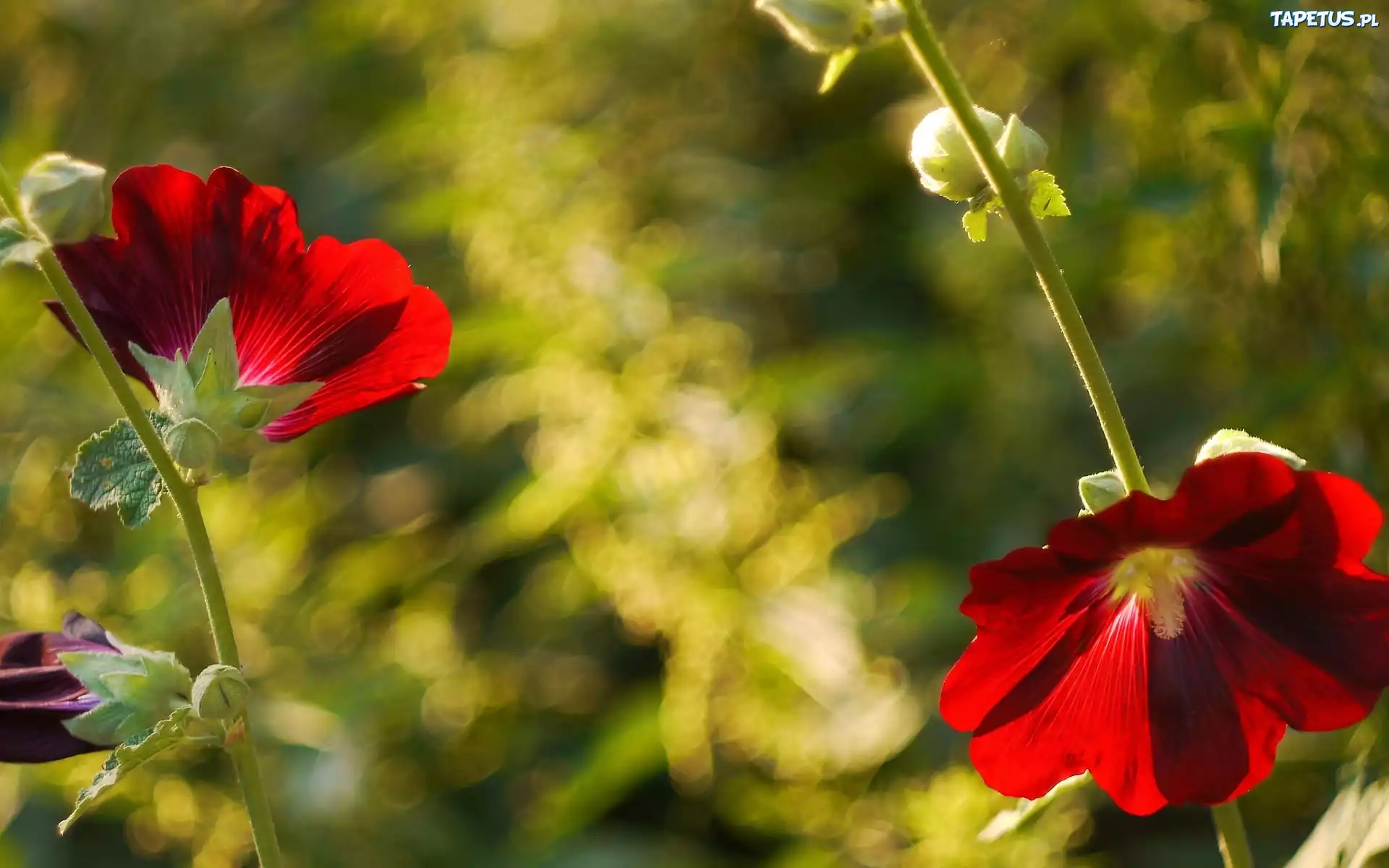 Czerwony, Hibiskus