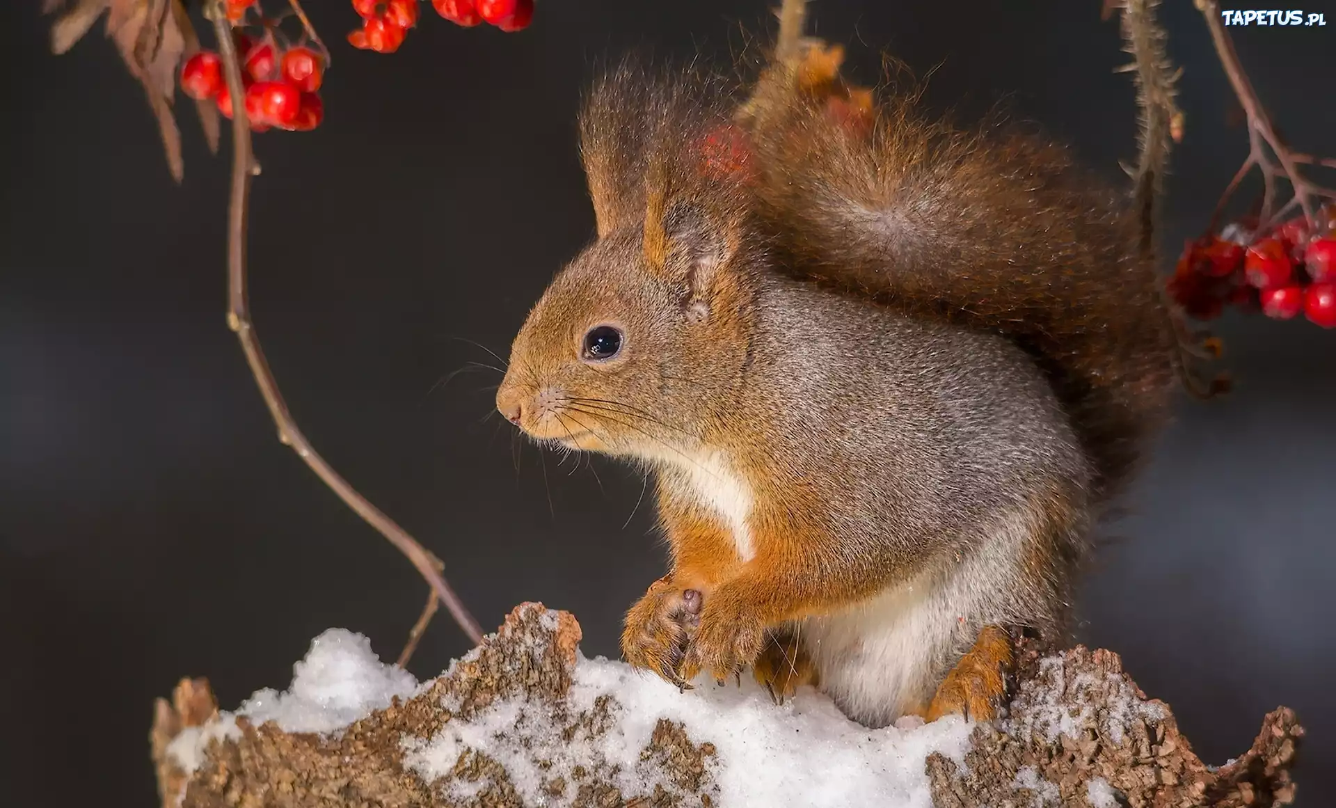 природа животные белка снег nature animals protein snow скачать