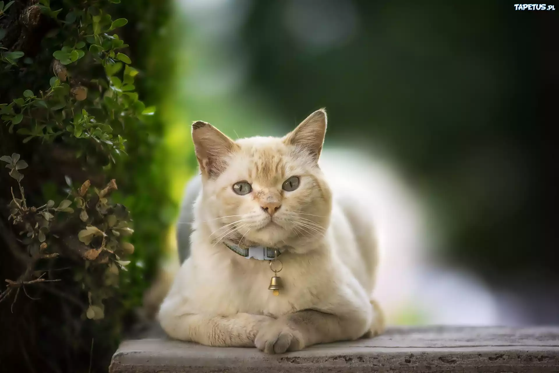 кот скамейка взгляд скачать