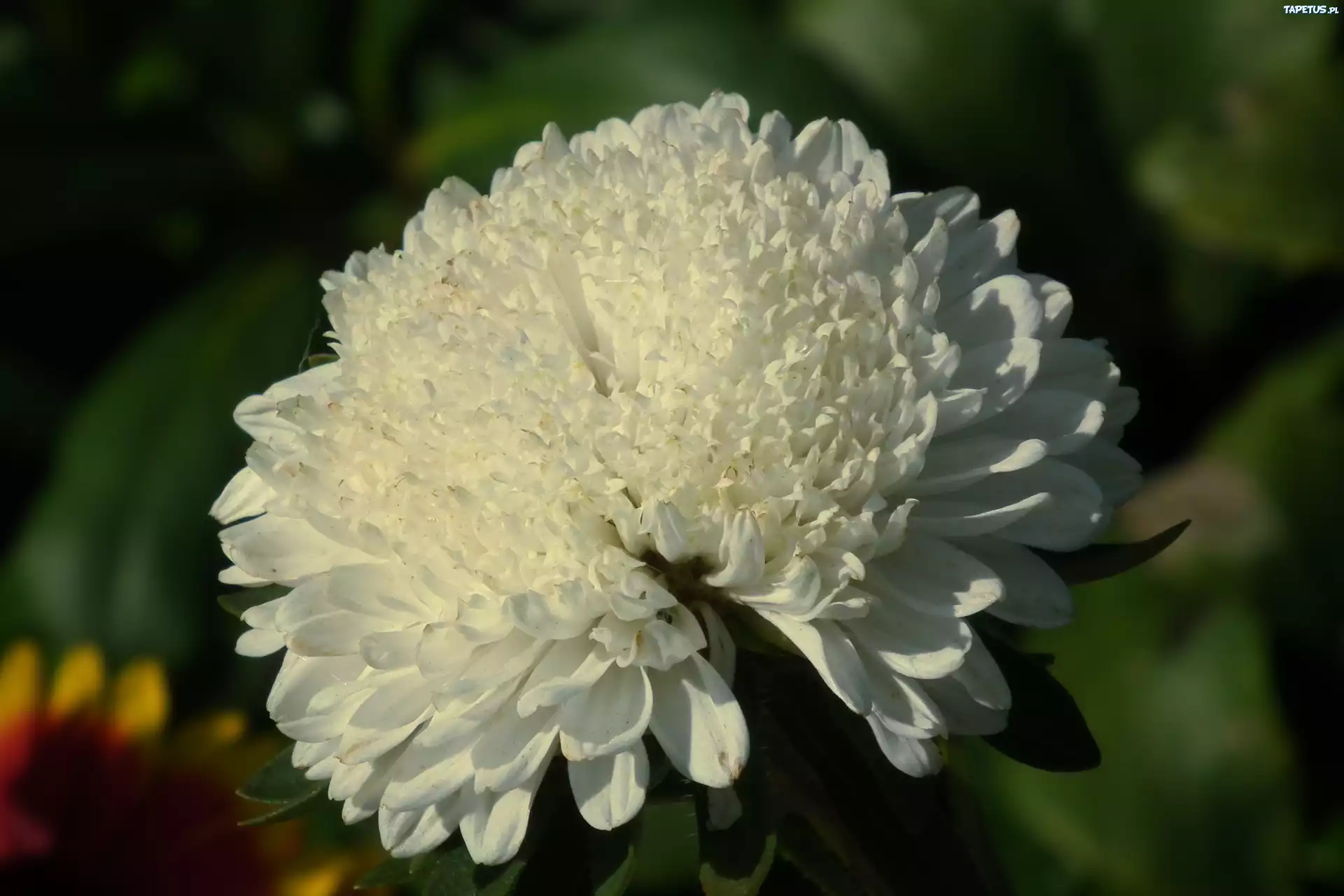 Przyroda, Kwiat, Aster