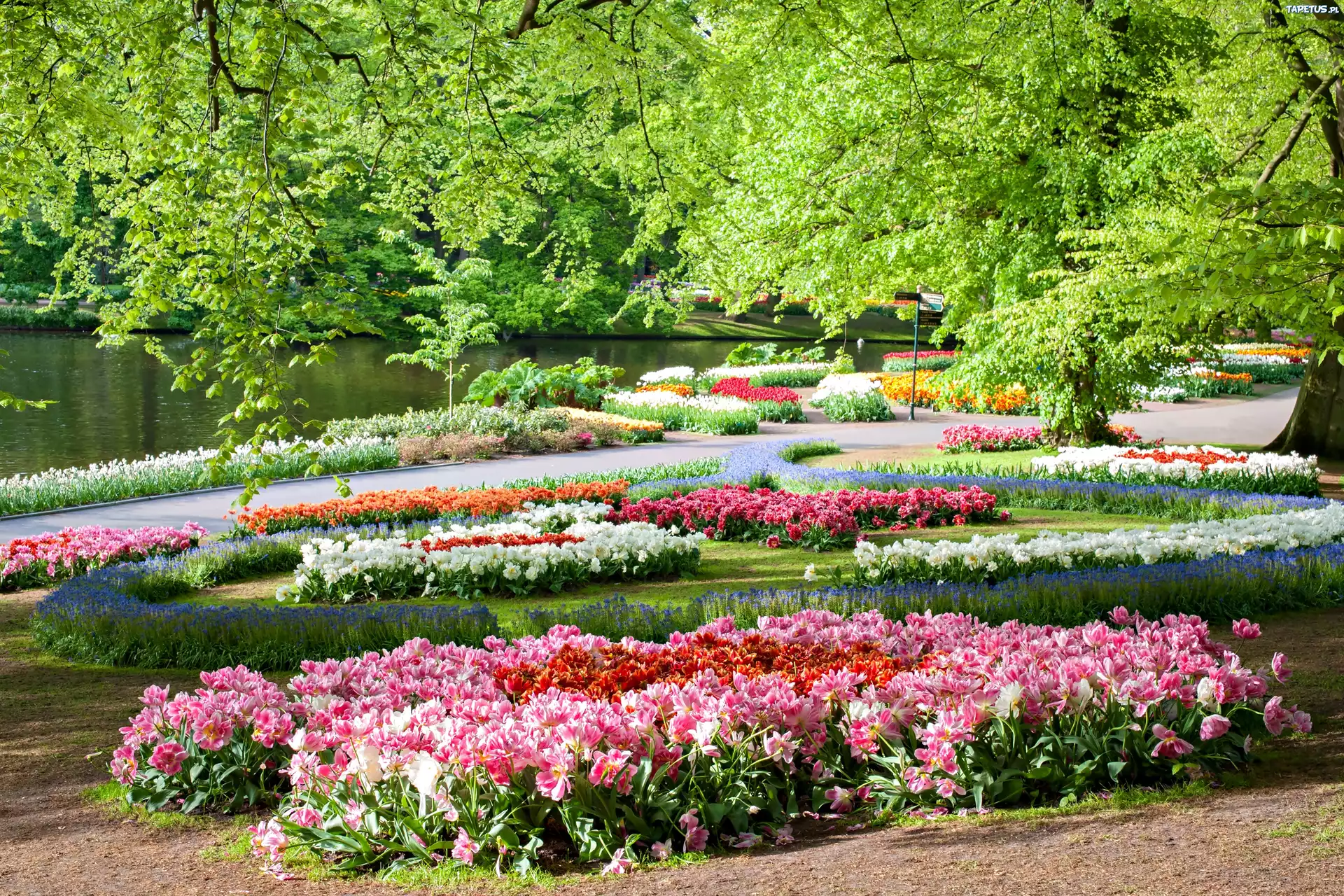 Holandia, Keukenhof, Park, Staw, Kwiaty, Wiosna
