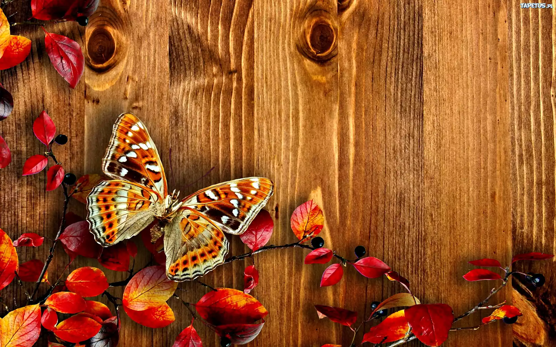 Jesień, Deski, Liście, Motyl