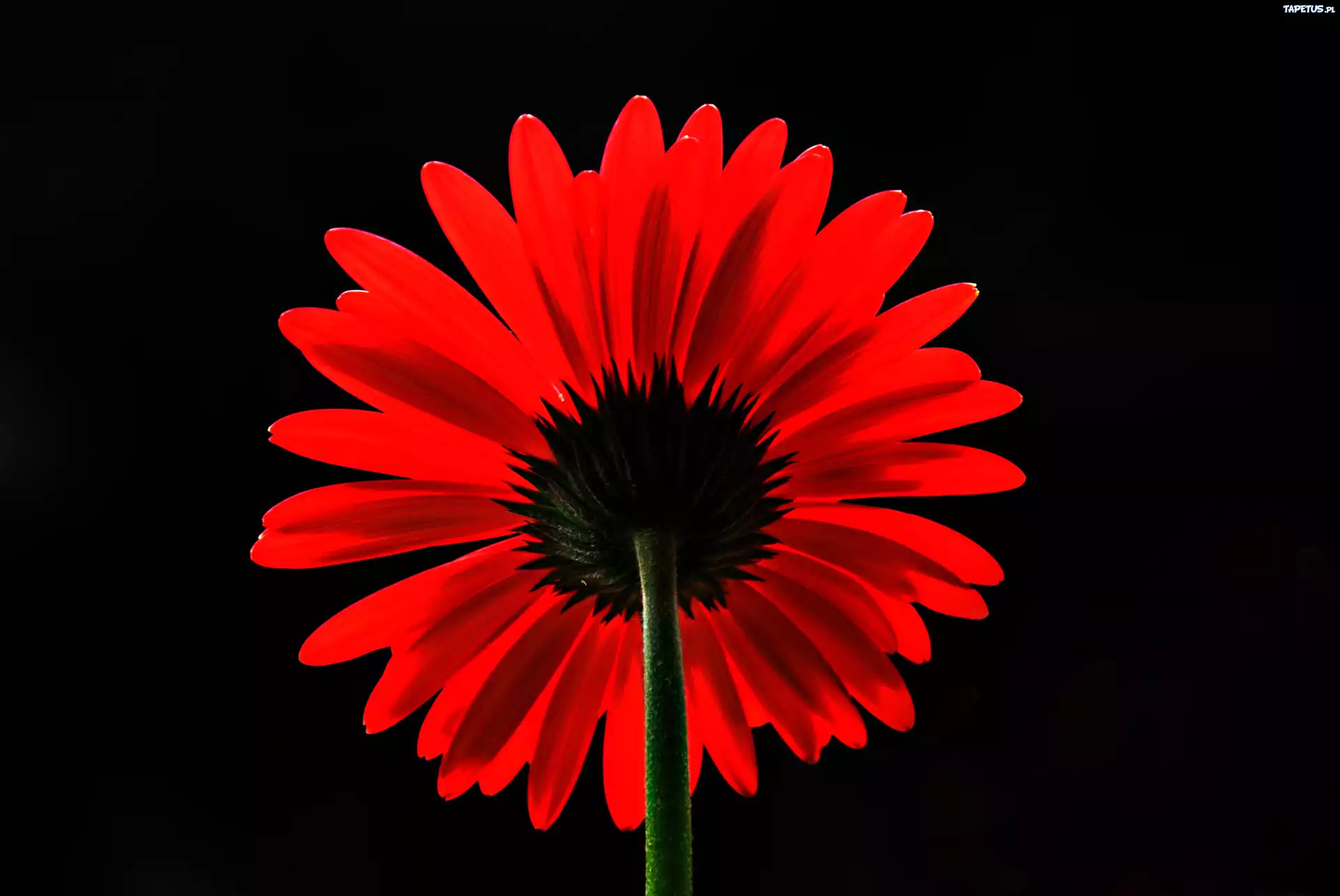 Czerwona, Gerbera