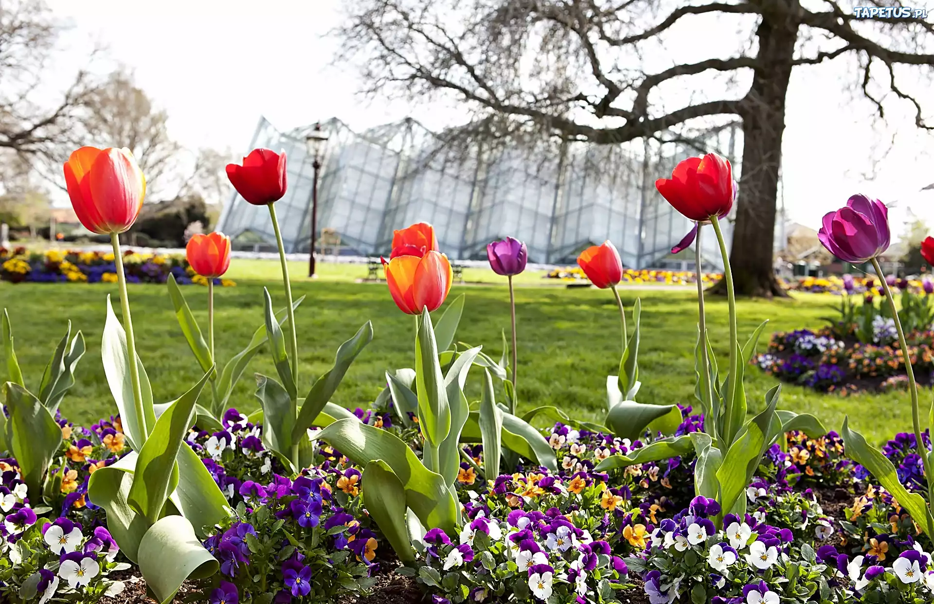 Wiosna, Park, Robert, Clarke, Conservatory, Miasto, Ballart