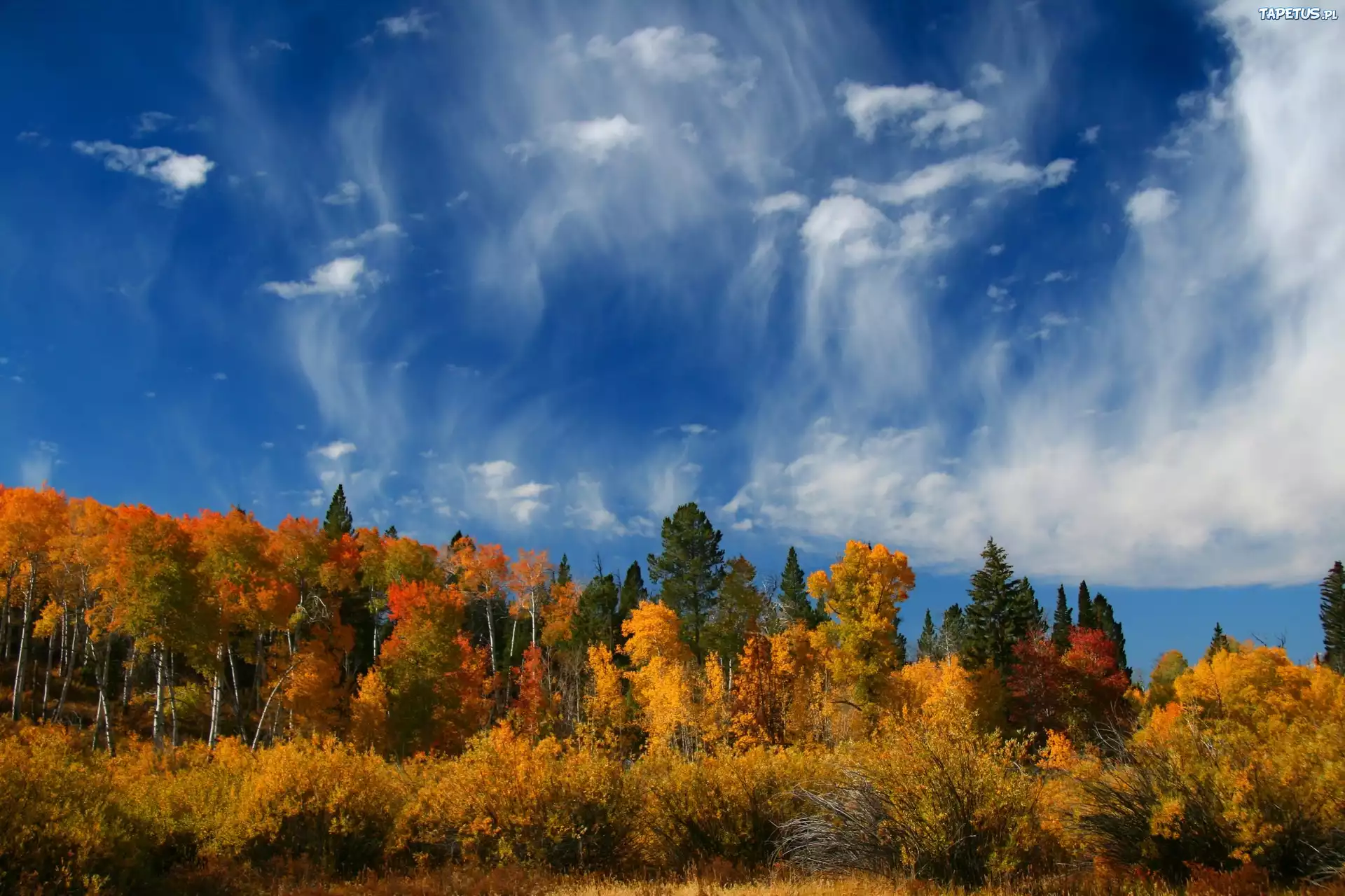 Park, Narodowy, Wyoming, Stany, Zjednoczone, Jesień, Las, Niebo