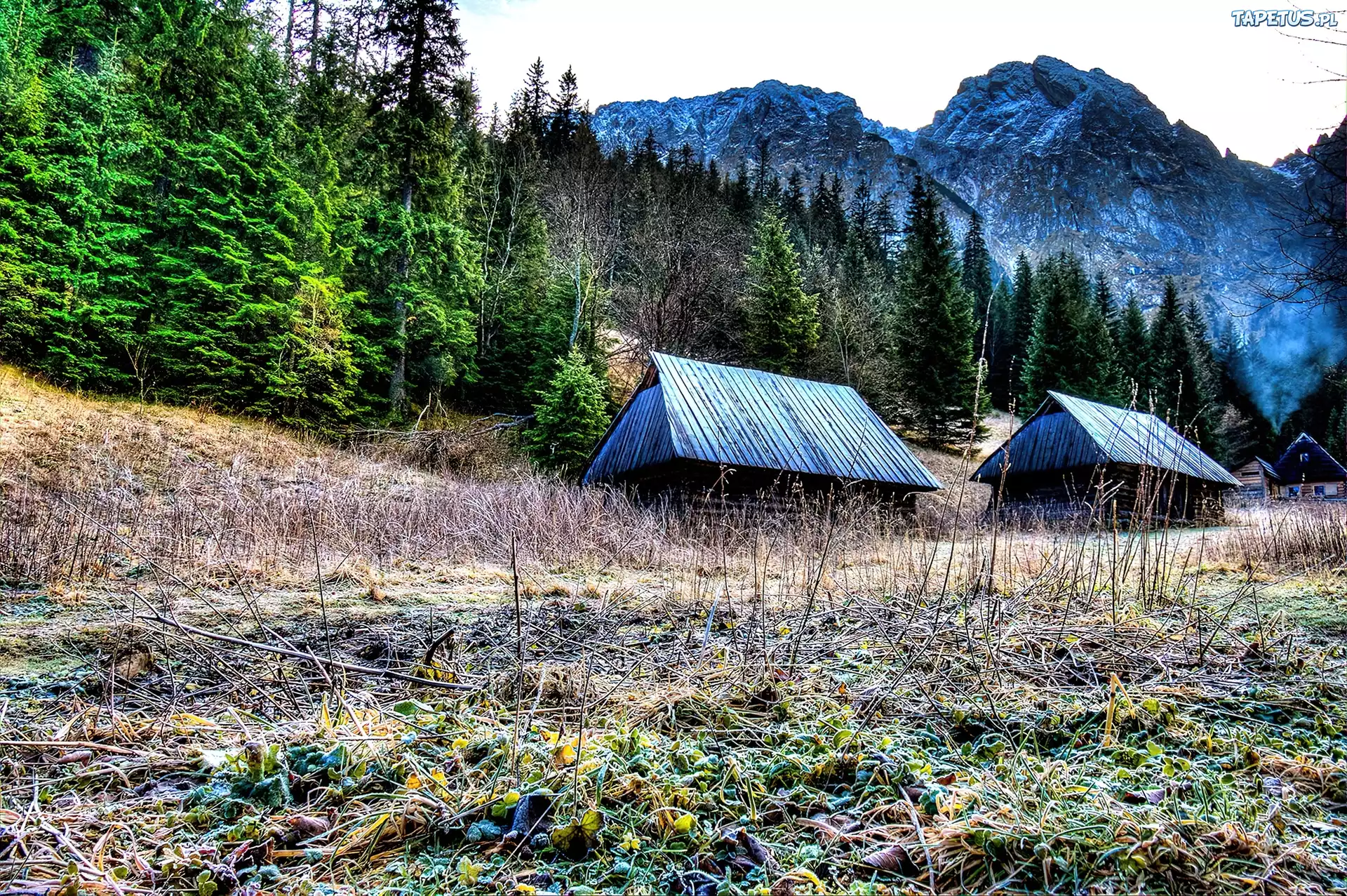 Polska, Tatry, Góry, Domki, Domy, Las