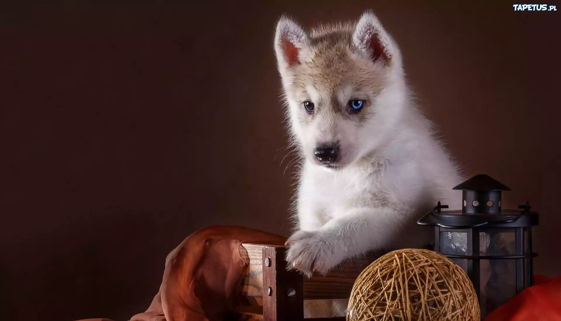 Pies, Szczeniak, Siberian, Husky