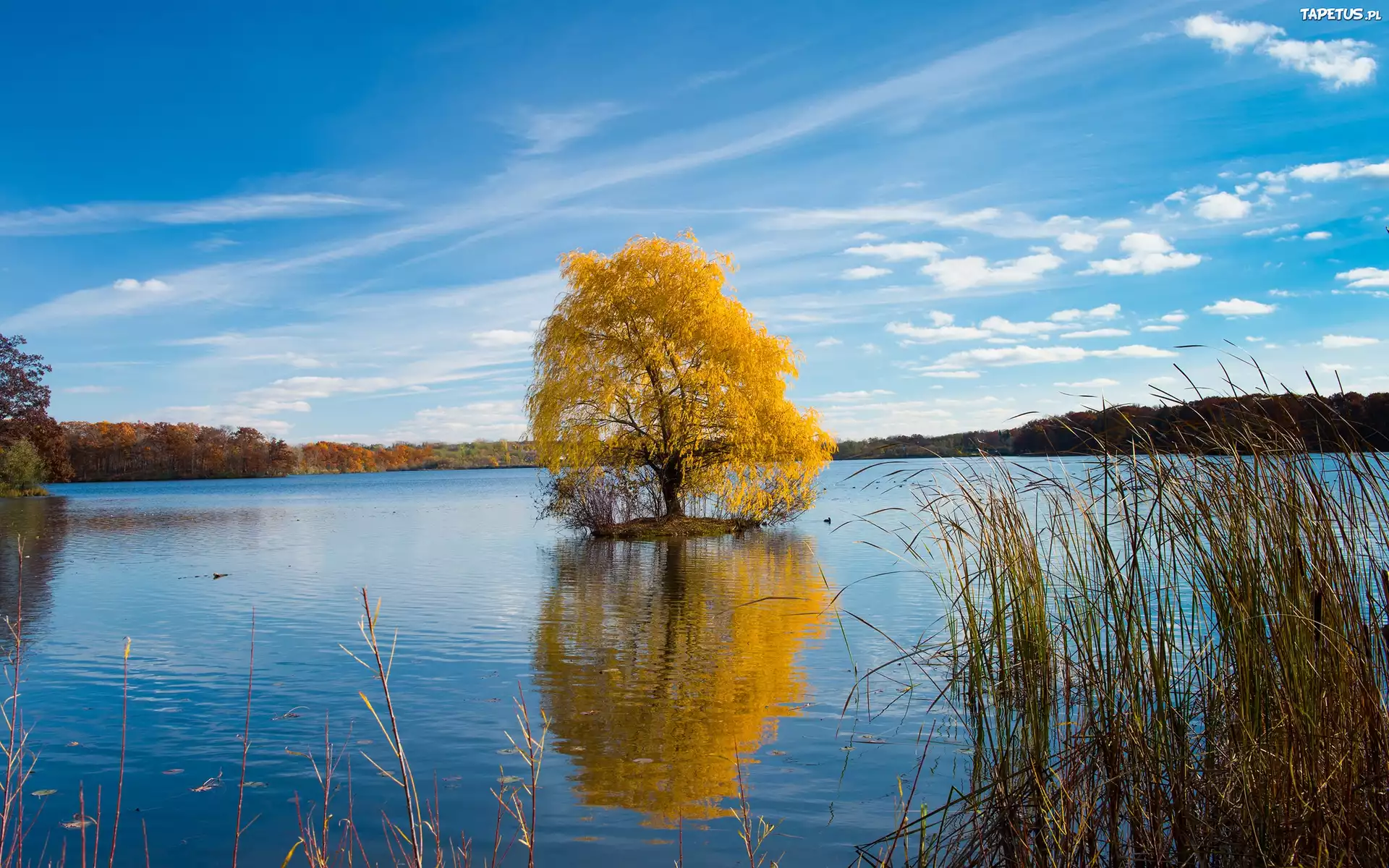 Jezioro, Las, Drzewa
