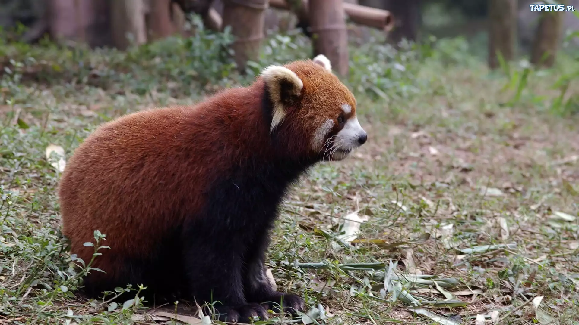 Panda, Czerwona