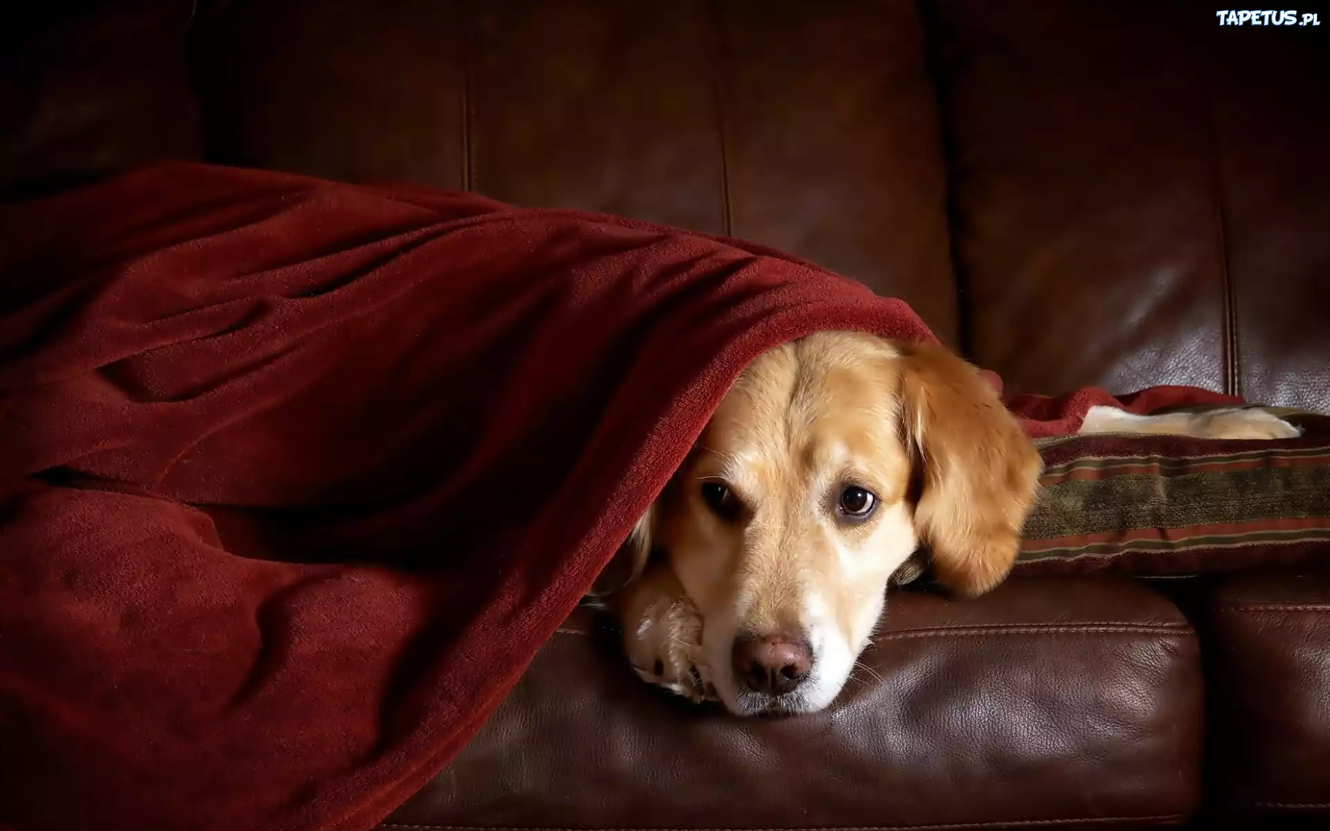 Golden, Retriever, Kanapa, Odpoczynek