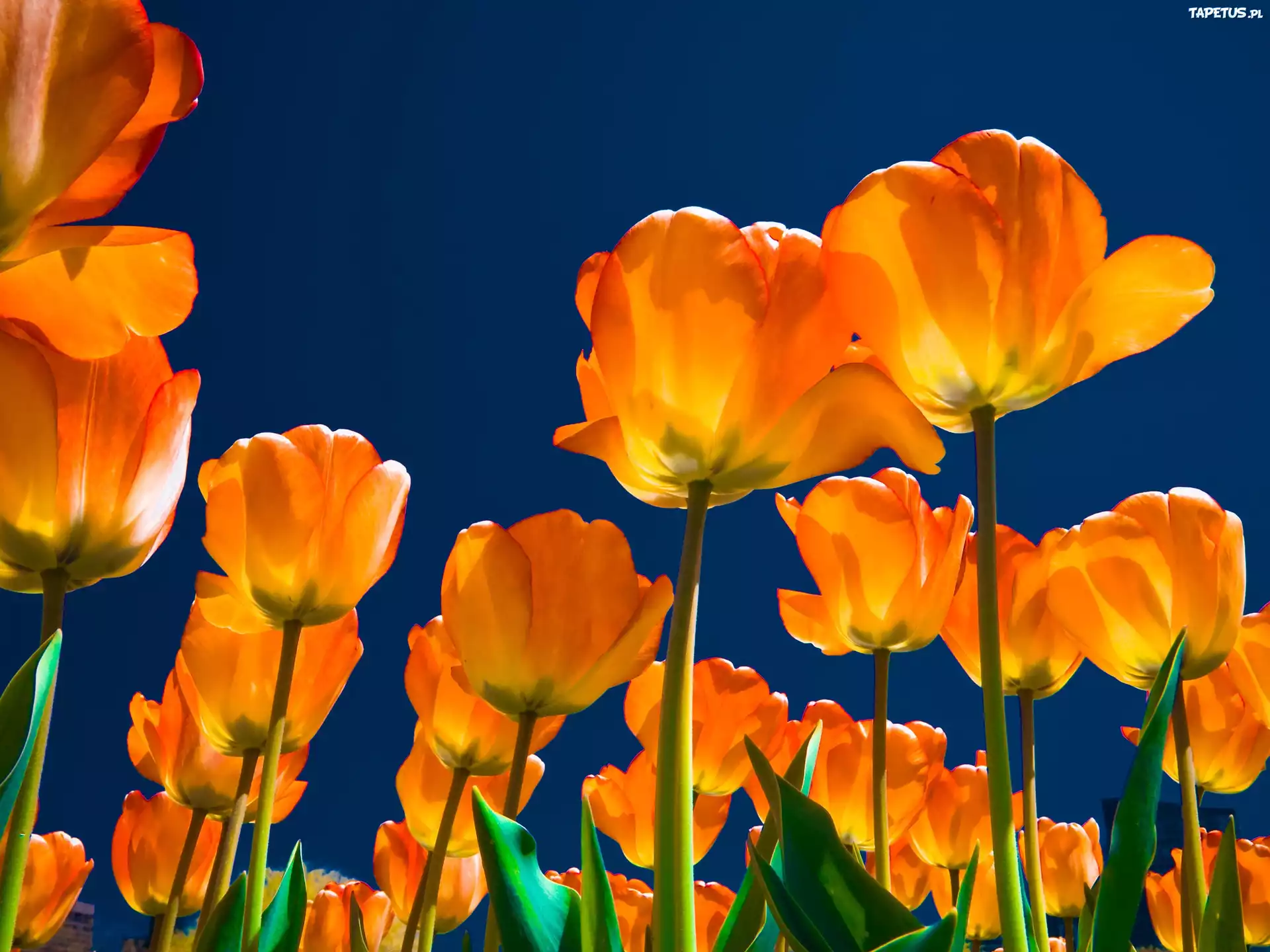 Żółte, Tulipany