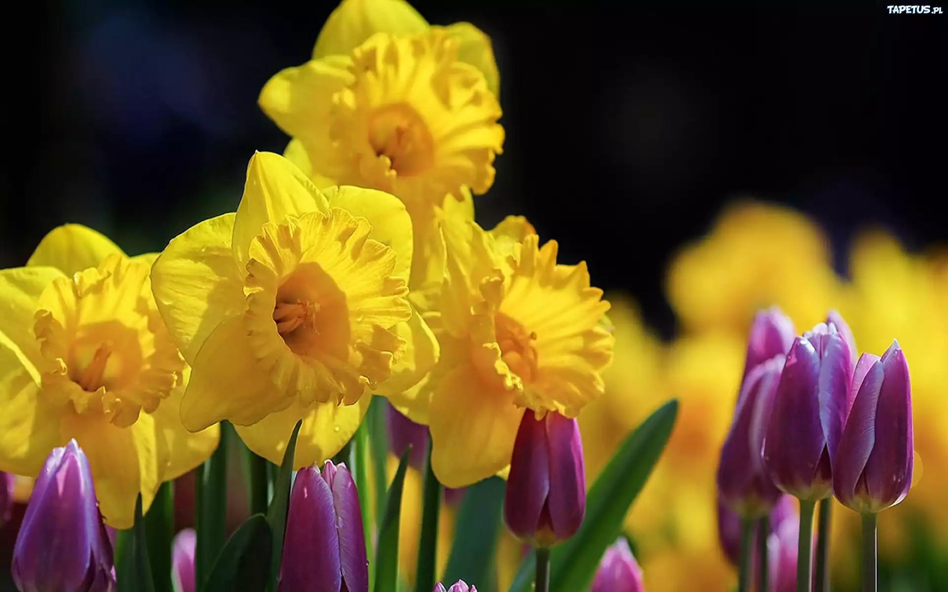 Żonkile, Tulipany