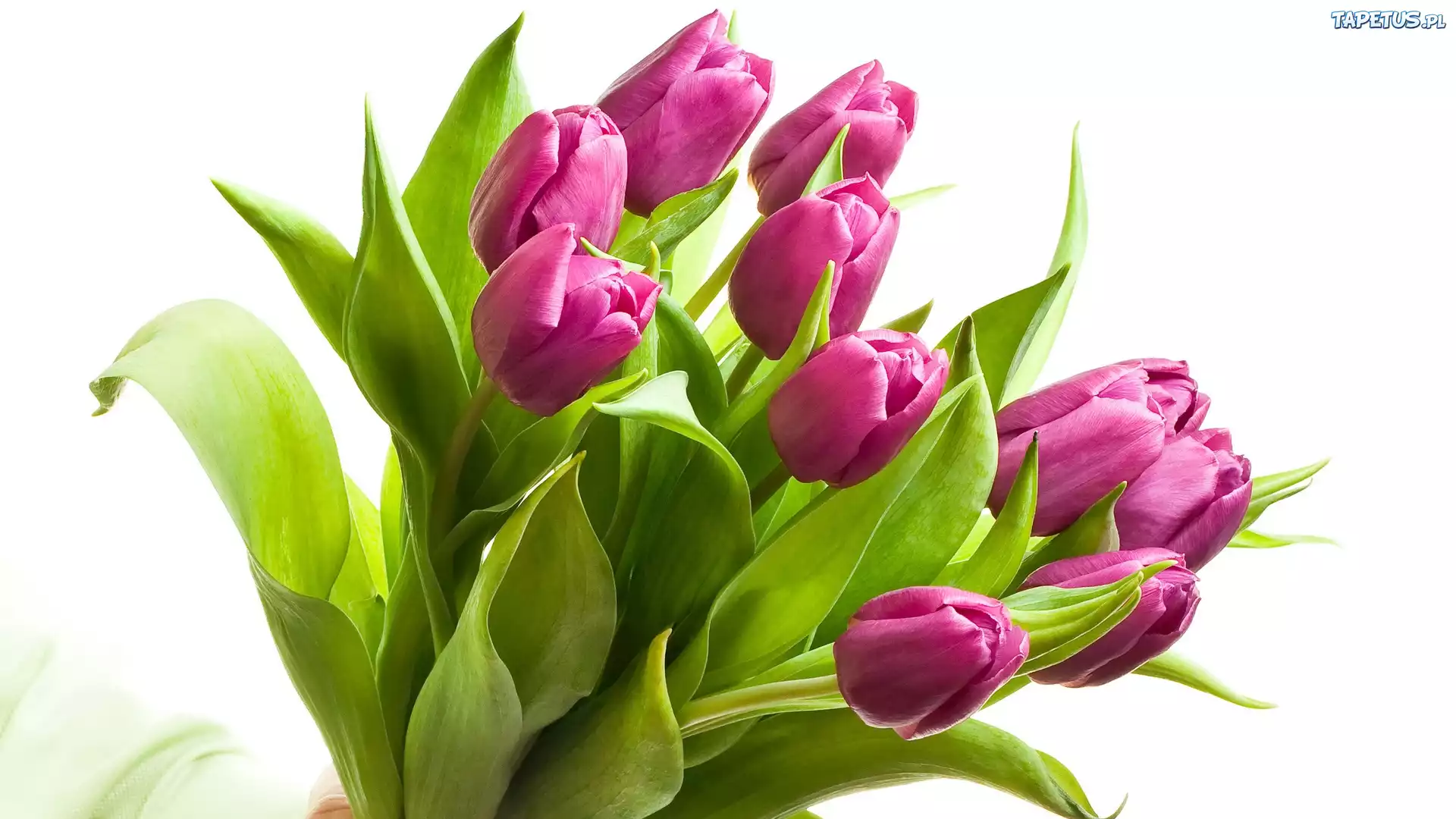 Tulipany